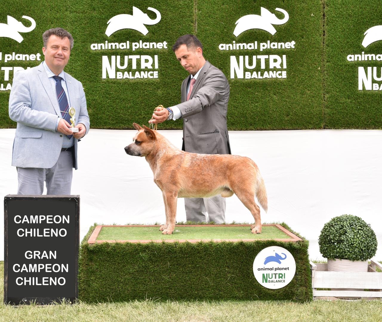 Campeón y gran campeón Chileno