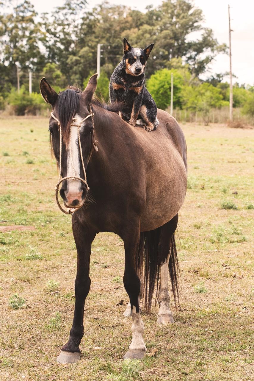 Bayauca de los Troperos