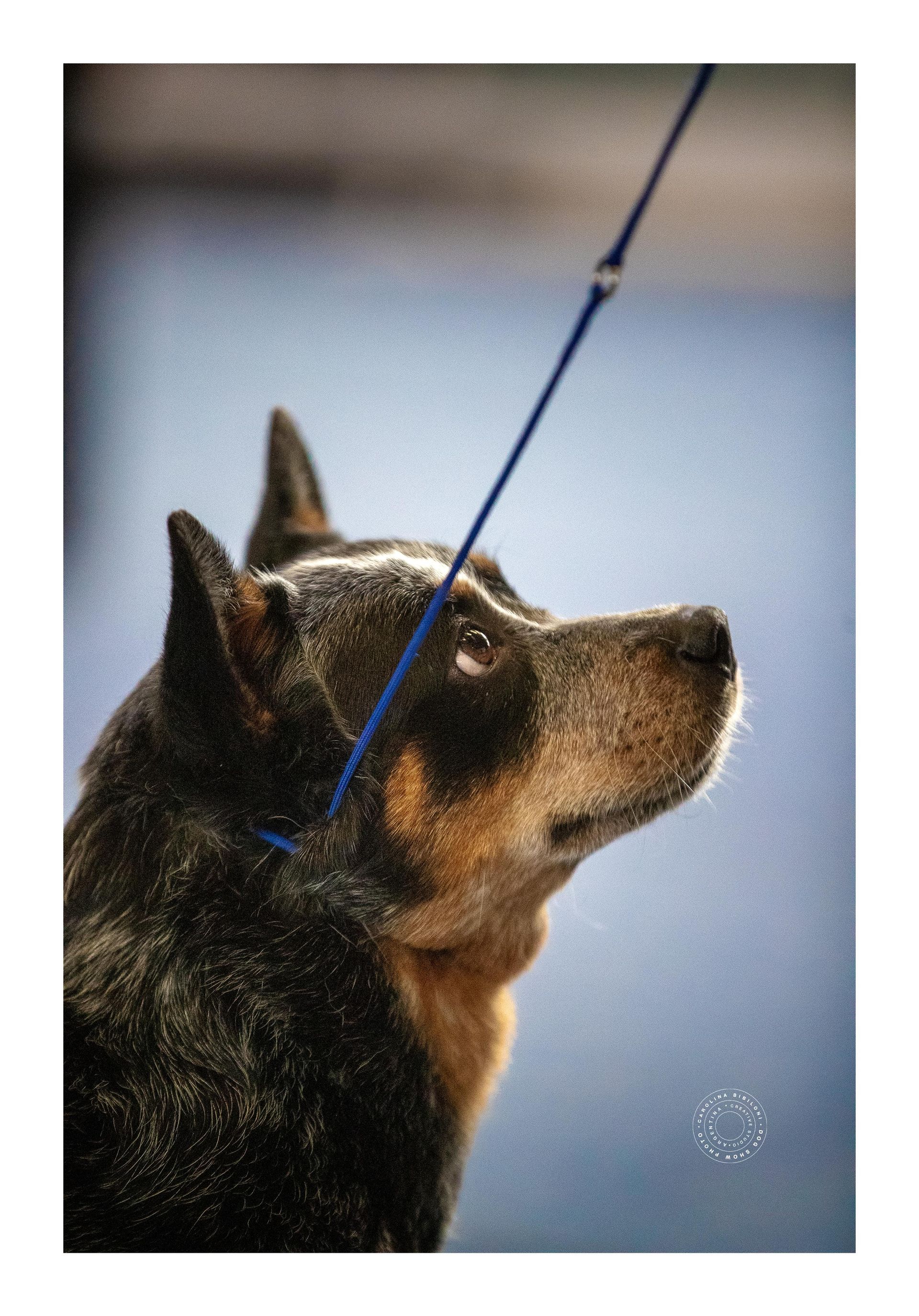 Bayauca de los Troperos