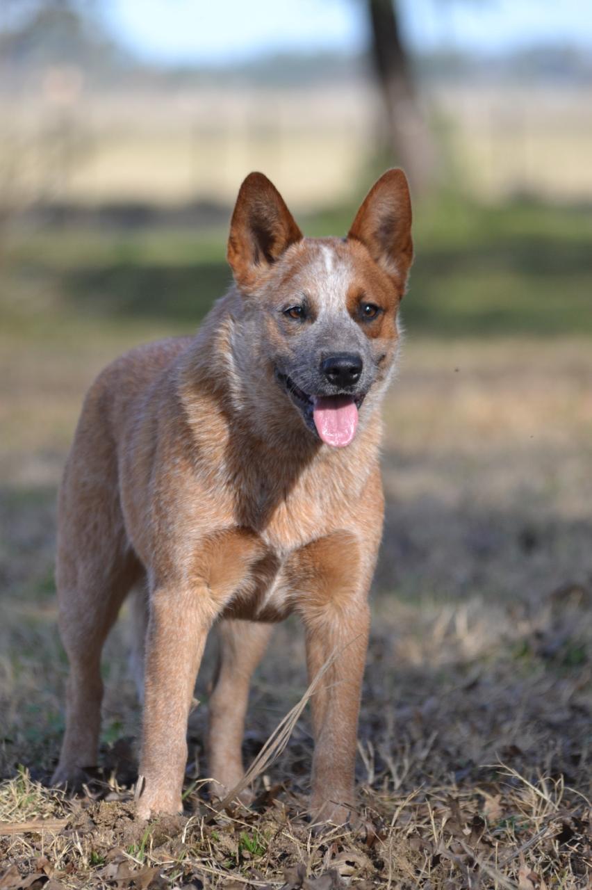 Cábala de los Troperos