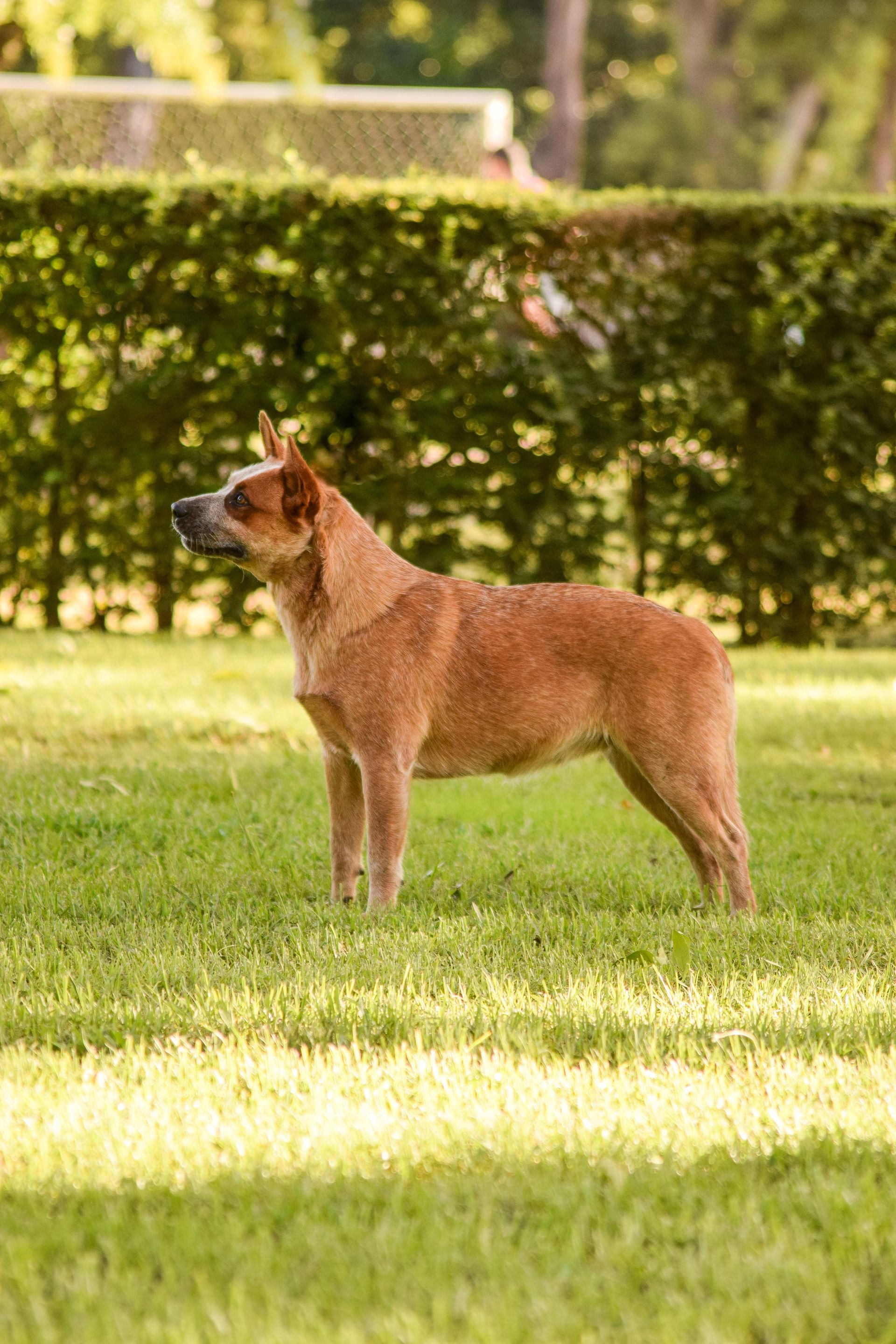 Cábala de los Troperos