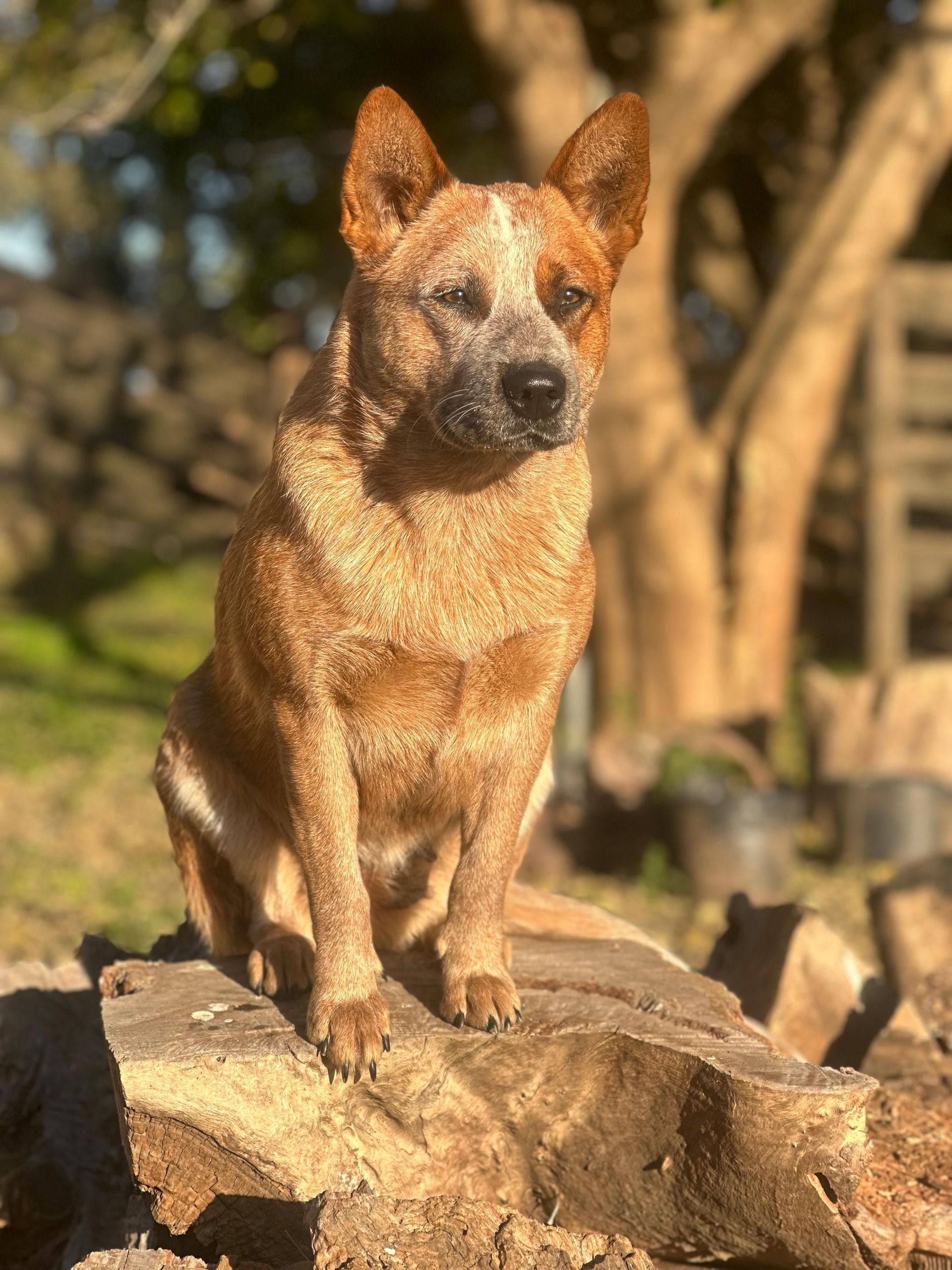 Cábala de los Troperos