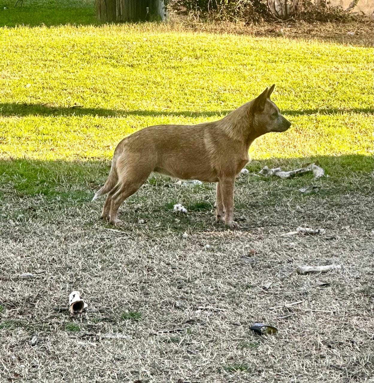 Cábala de los Troperos