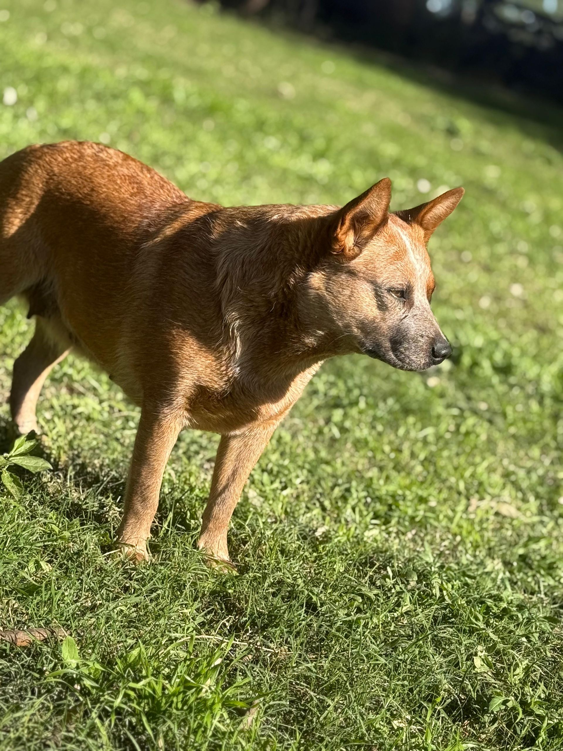 Cábala de los Troperos