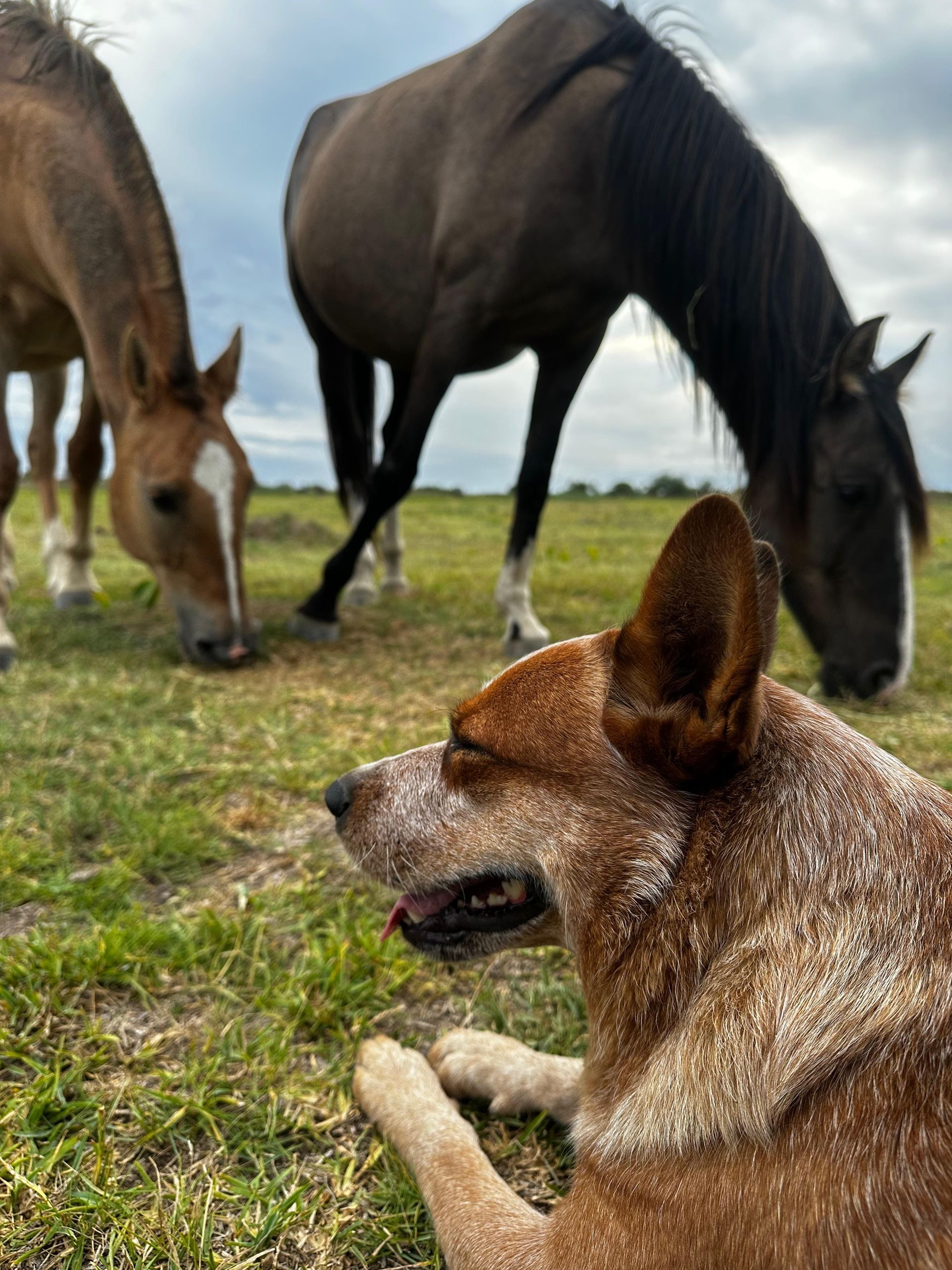 Escándalo de los Troperos