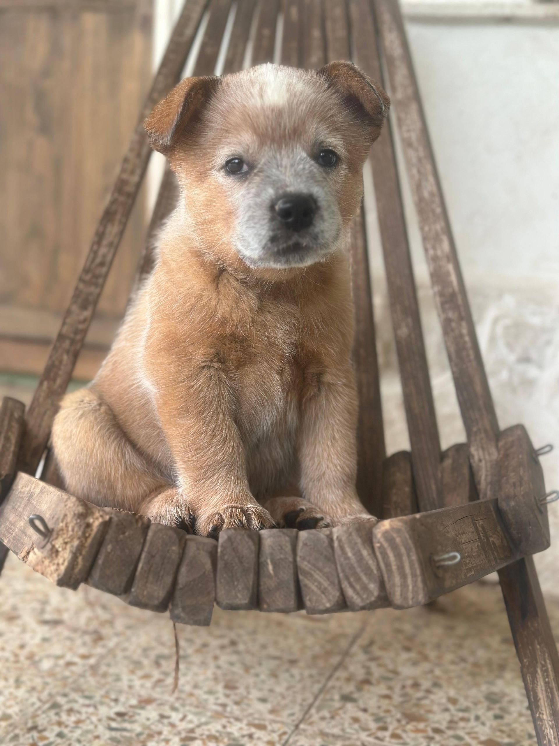 Flan de los Troperos