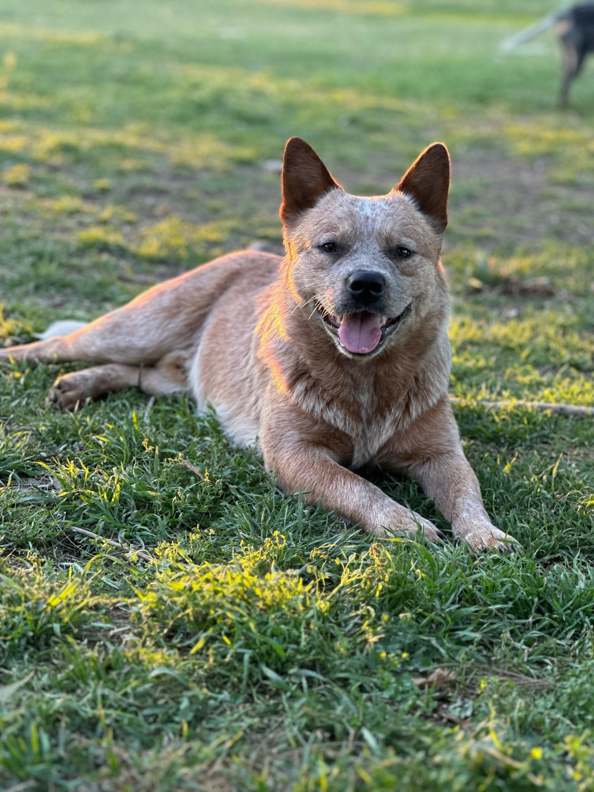 Flan de los Troperos