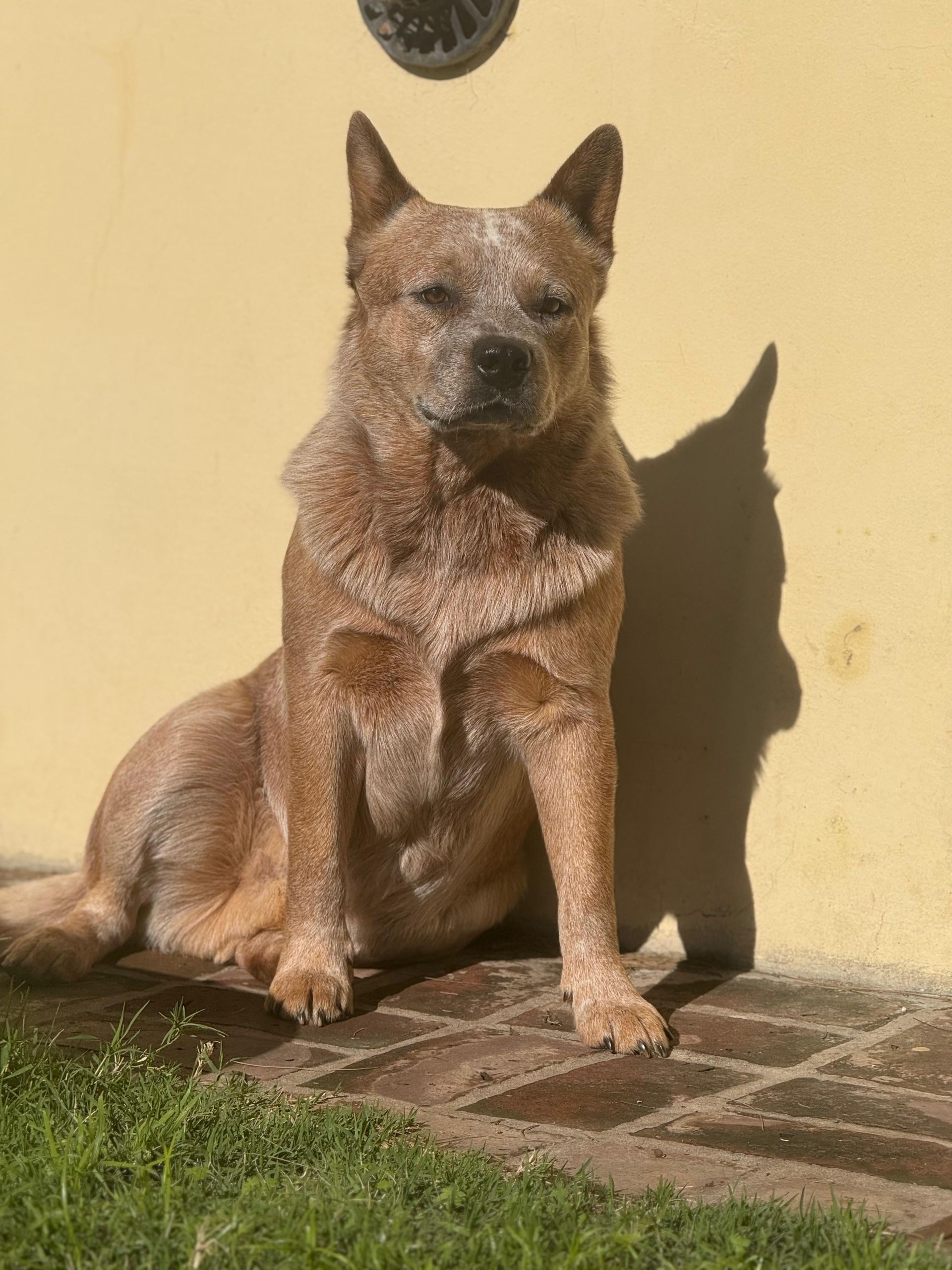 Flan de los Troperos