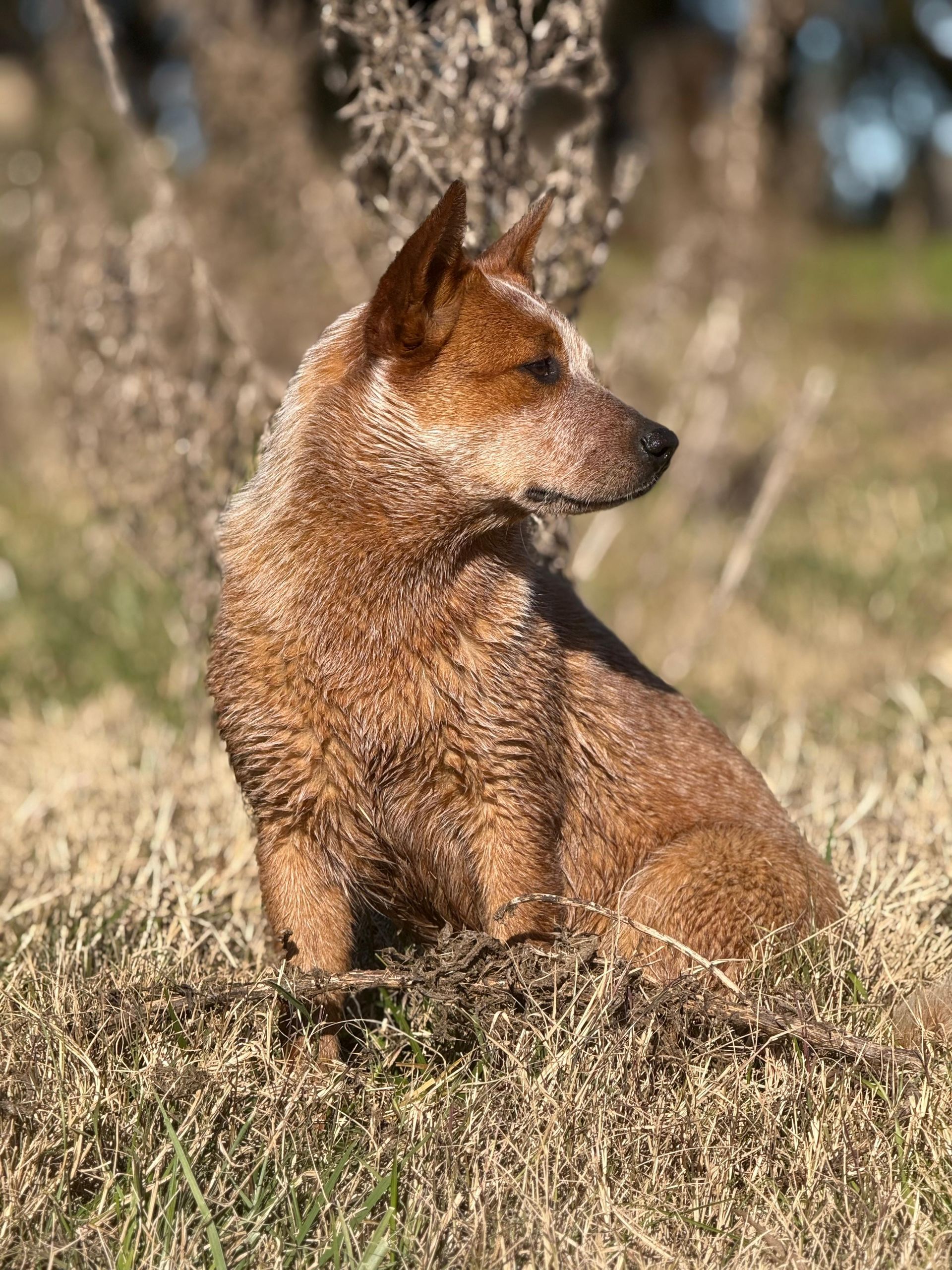 Macumba de los Troperos