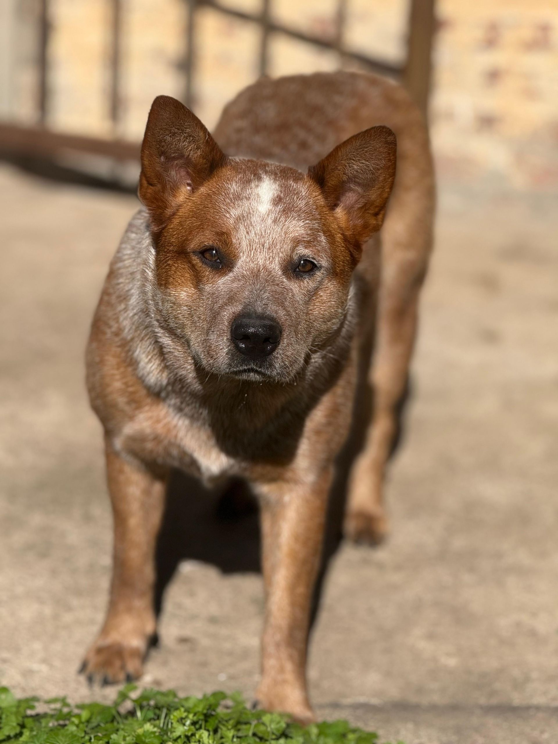Macumba de los Troperos