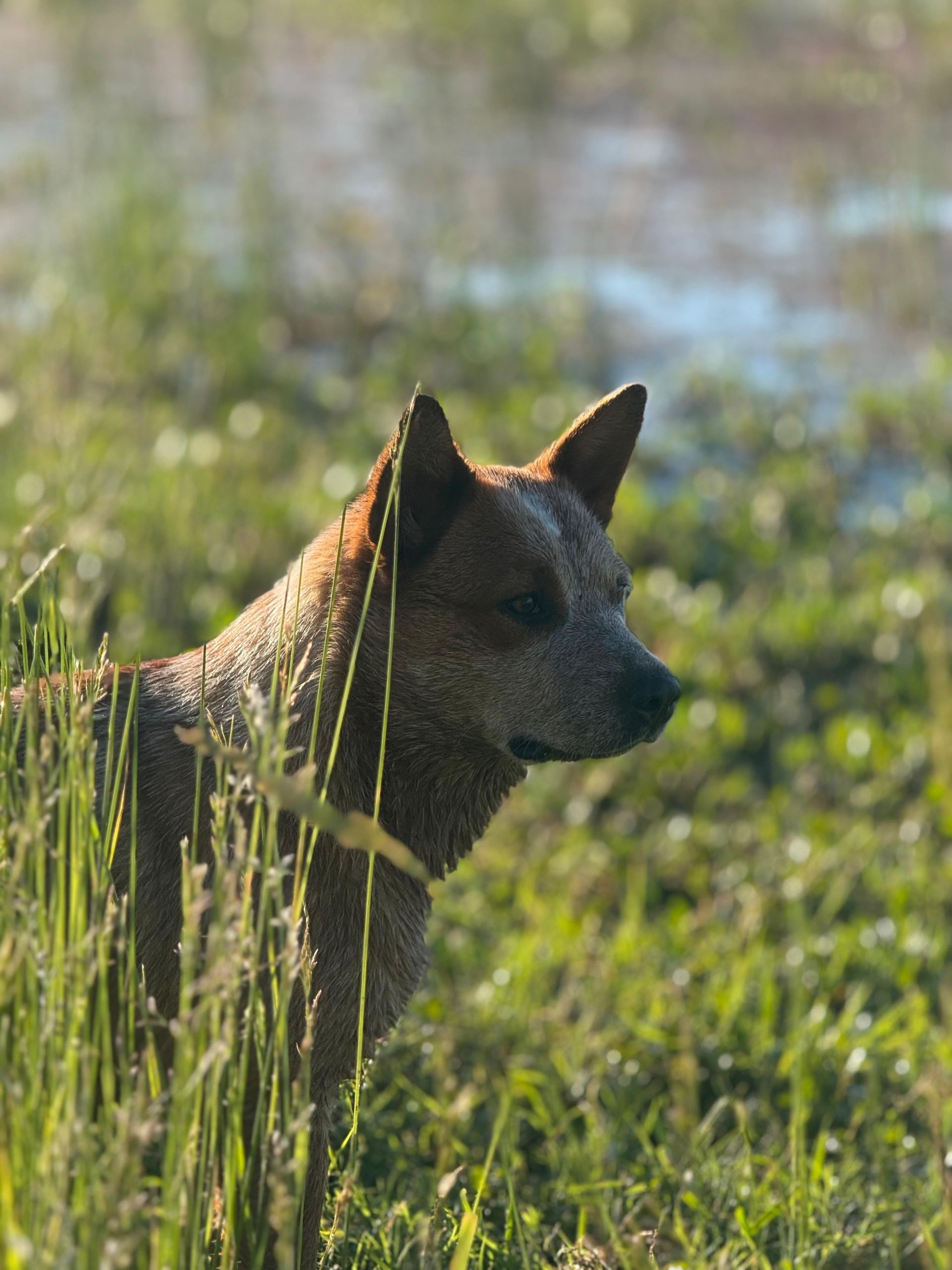 Macumba de los Troperos