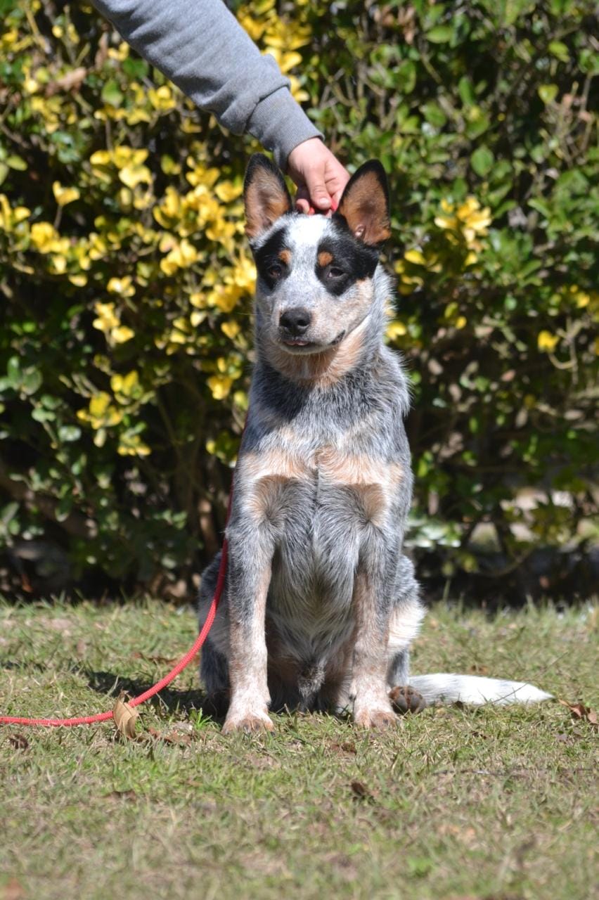 A Moment of Luck “Mangangá”