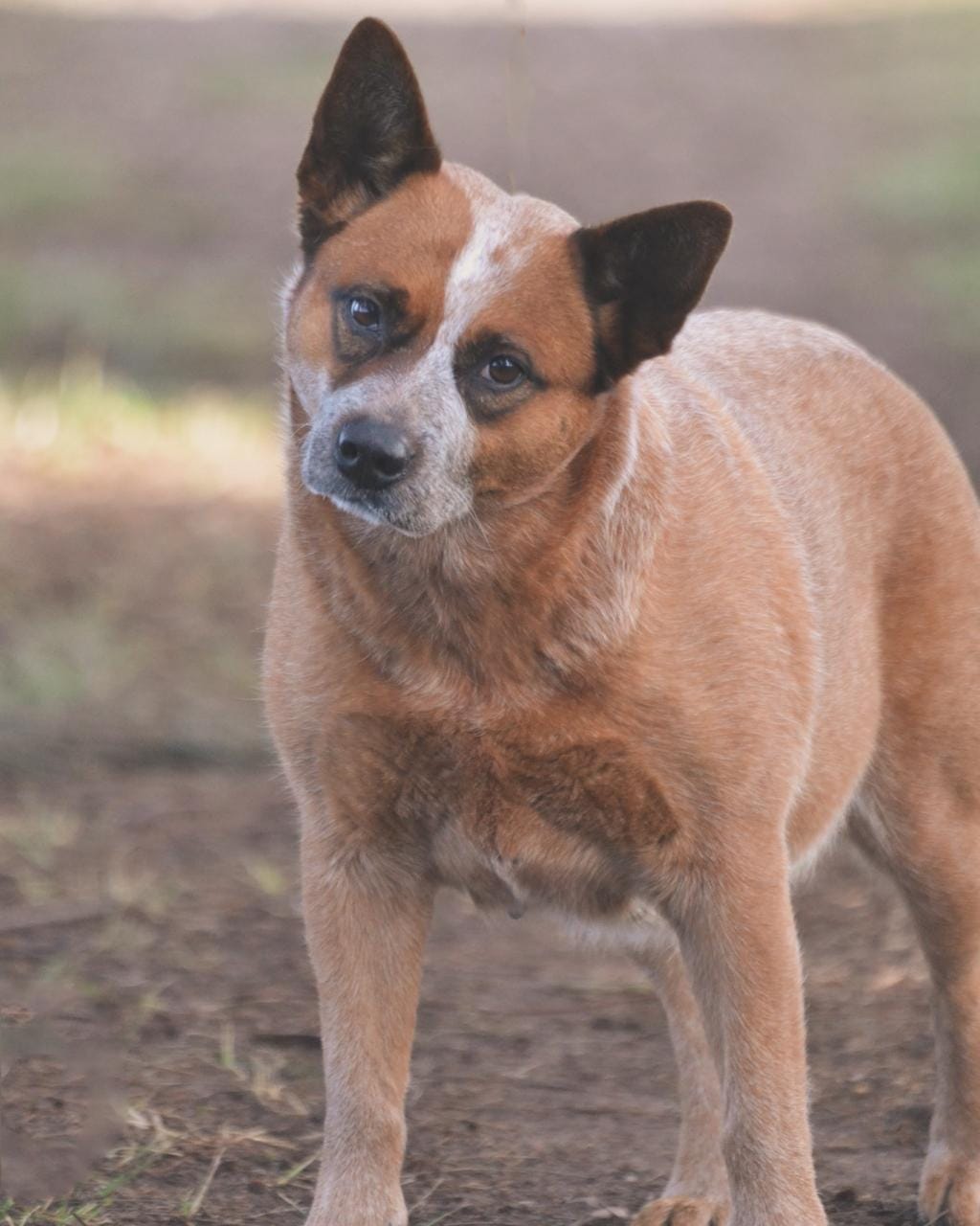 Lo Uni Diffindo “Nuka”