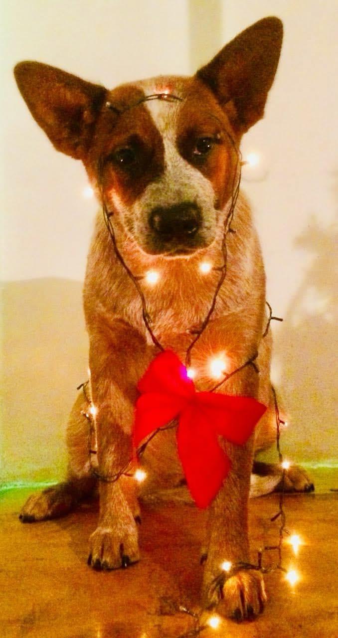 Lo Uni Diffindo “Nuka”