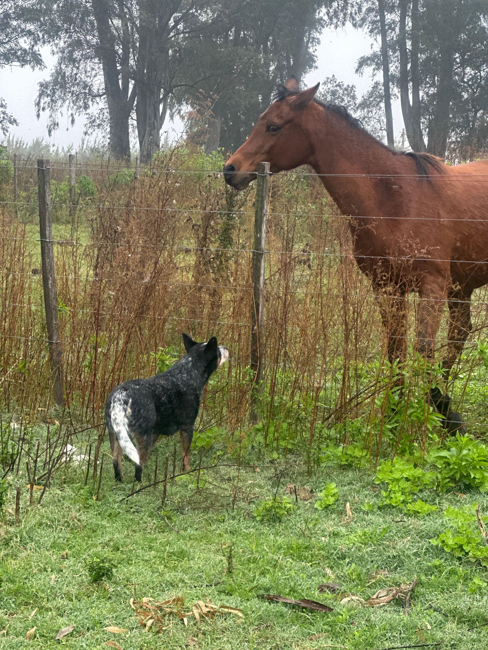 Blue heeler con caballo día lluvioso