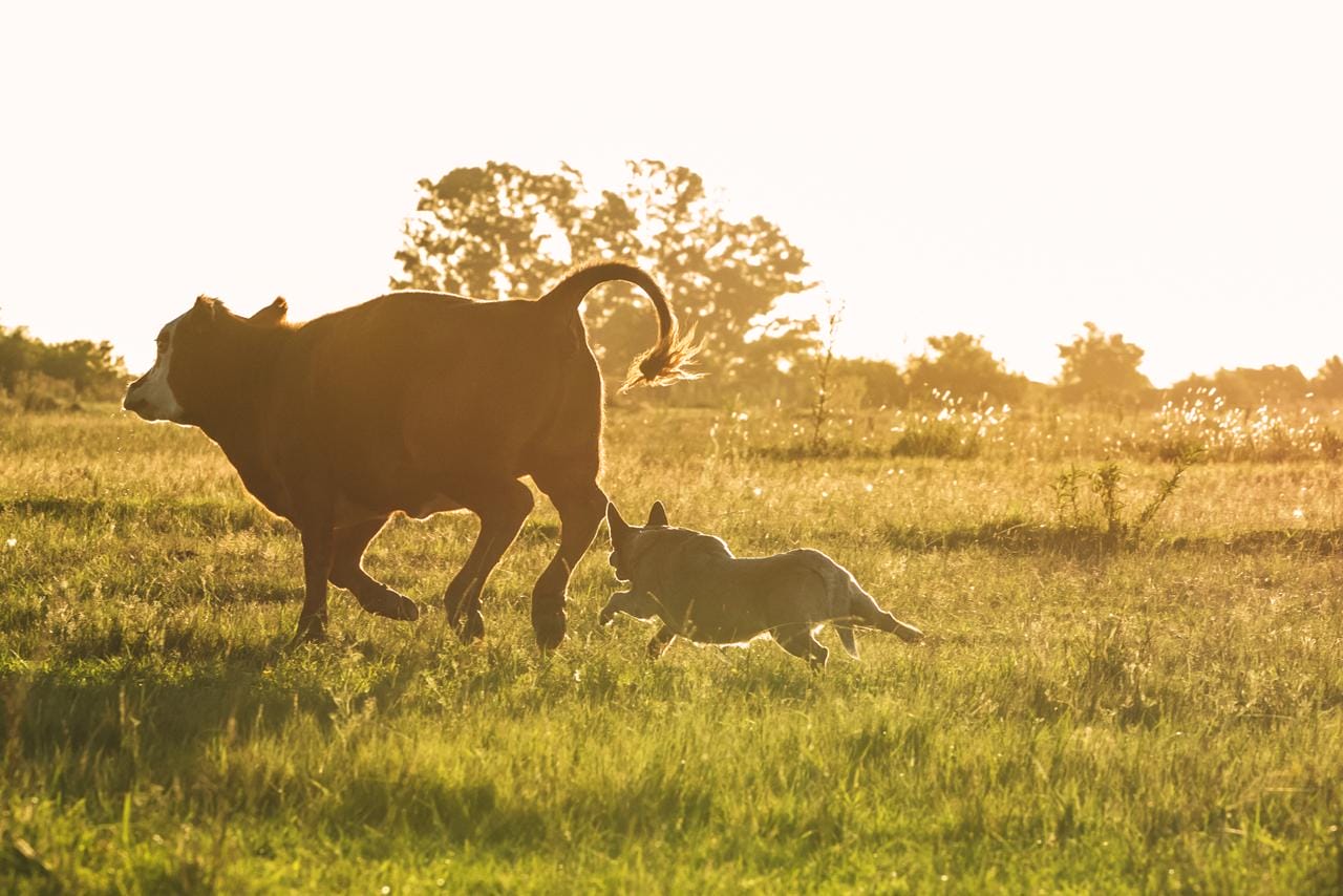 Escándalo prueba de granja 02