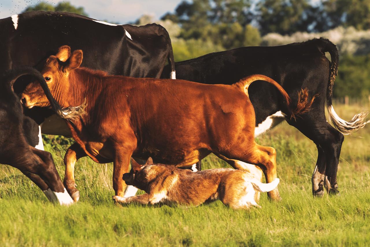 Escándalo prueba de granja 04