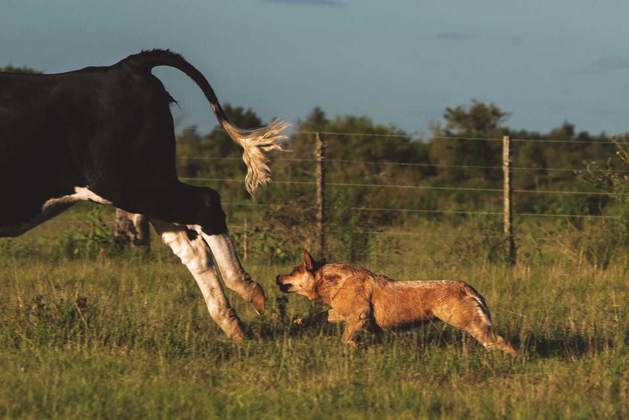 Escándalo prueba de granja 06