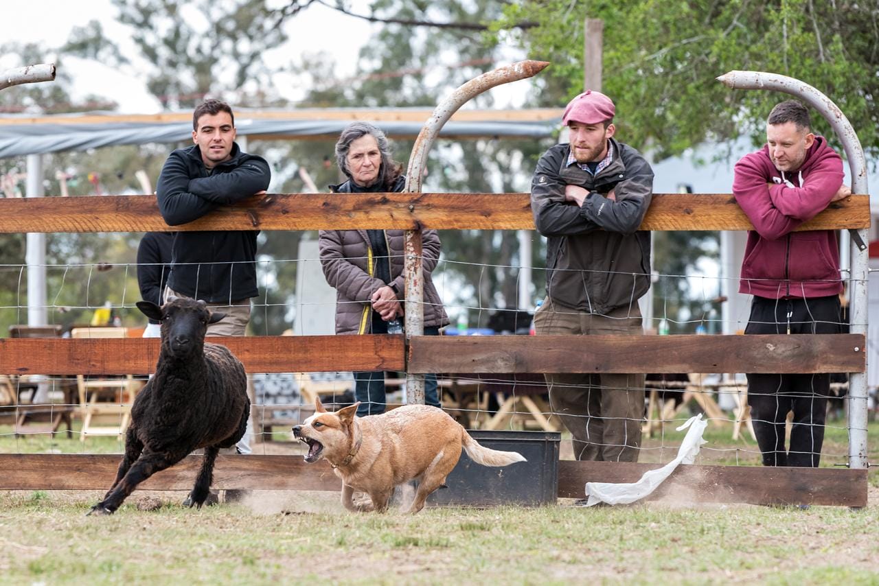 Escándalo prueba de granja 12