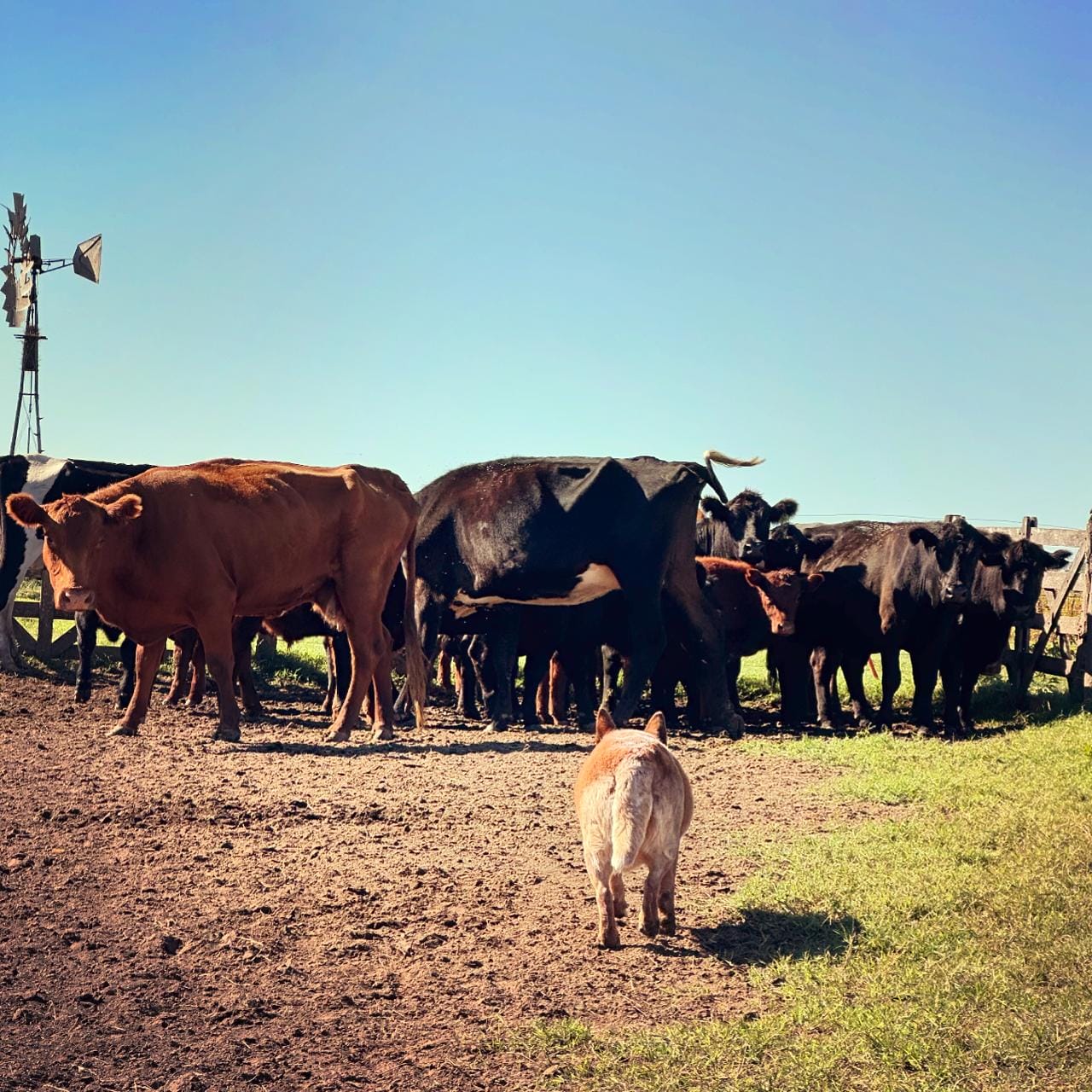 Escándalo prueba de granja 18