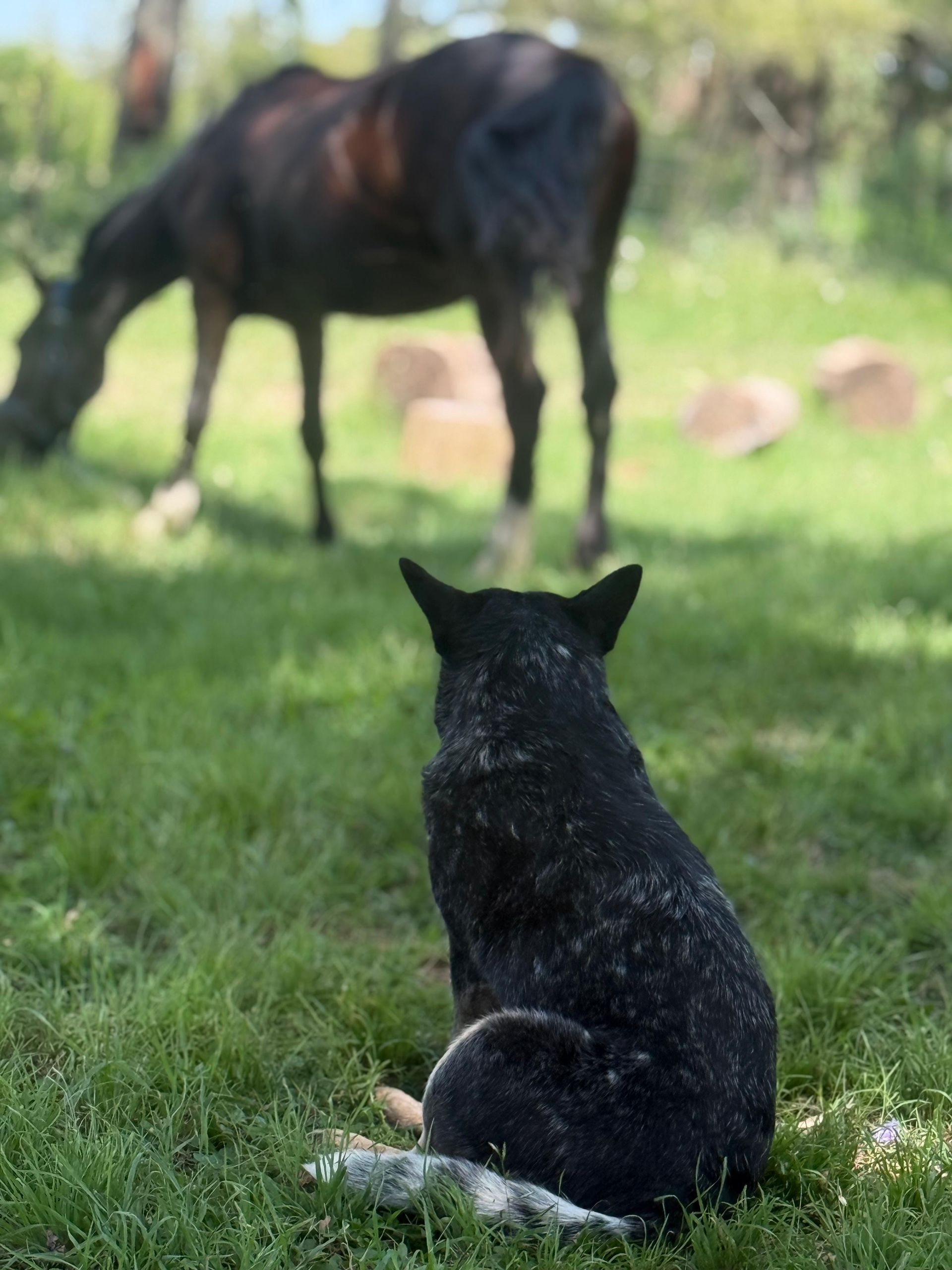 Escándalo prueba de granja 19