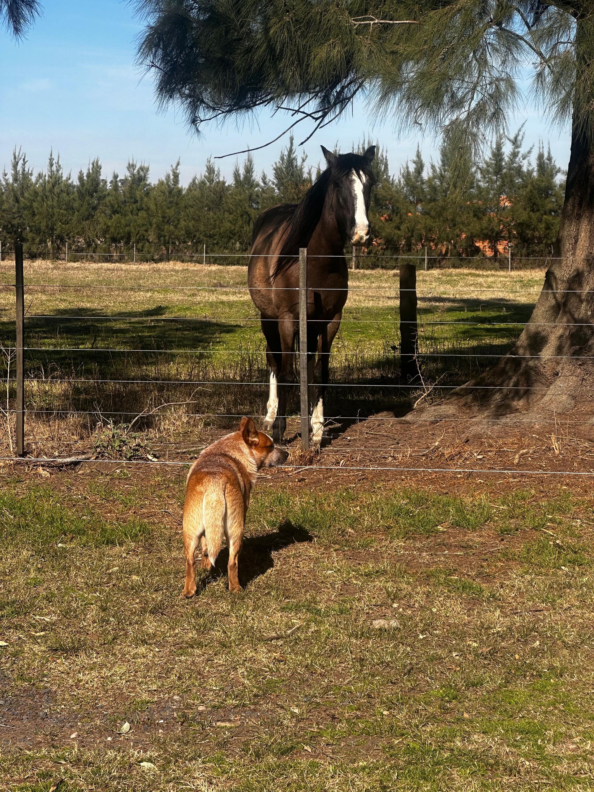 Red heeler con caballo en campo