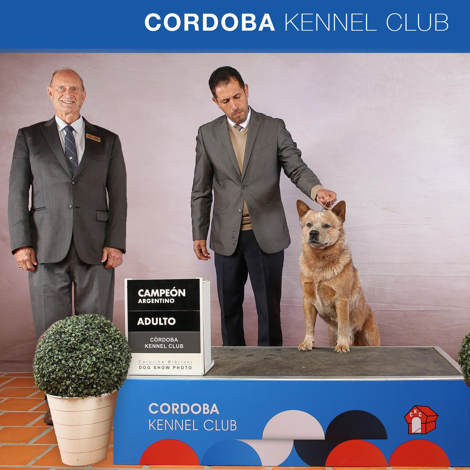 Campeón argentino adulto Cordoba Kennel Club