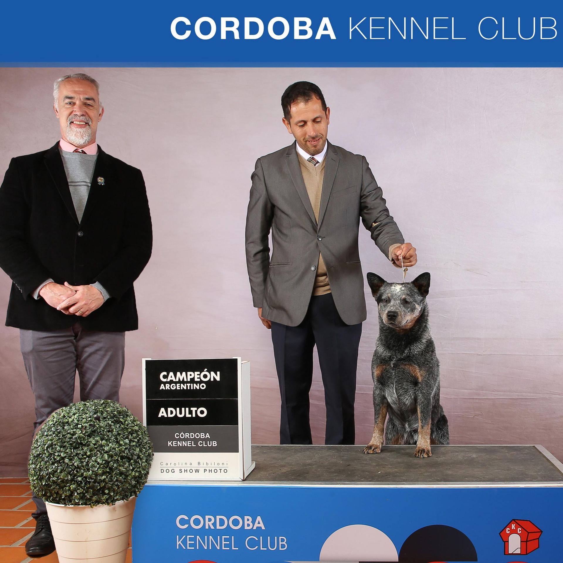 Campeón argentino adulto blue heeler Cordoba Kennel Club