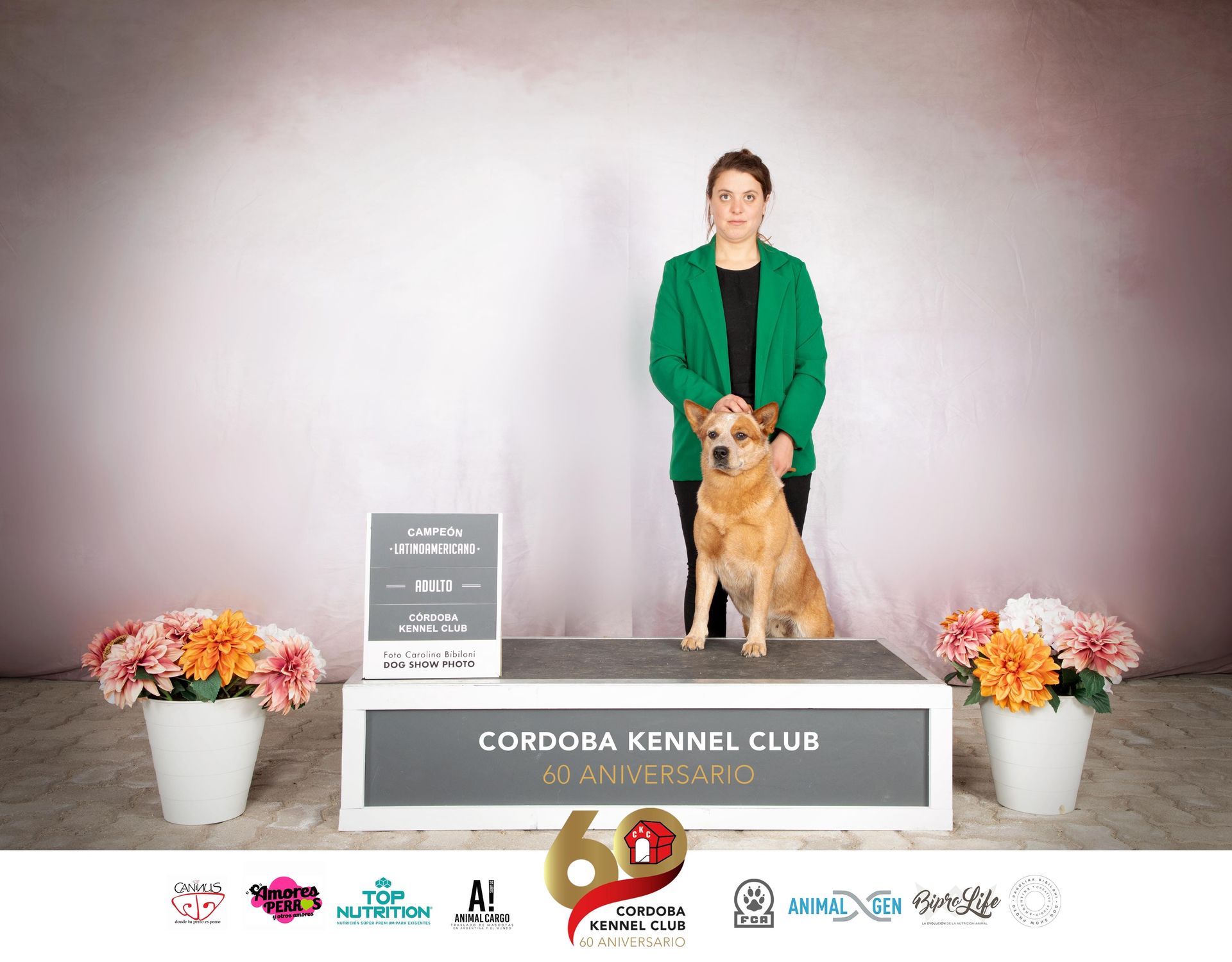 Campeón latinoamericano adulto Cordoba Kennel Club 60 aniversario