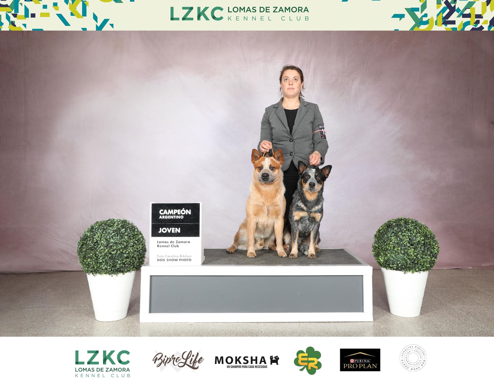 Campeón argentino joven Lomas de Zamora Kennel Club
