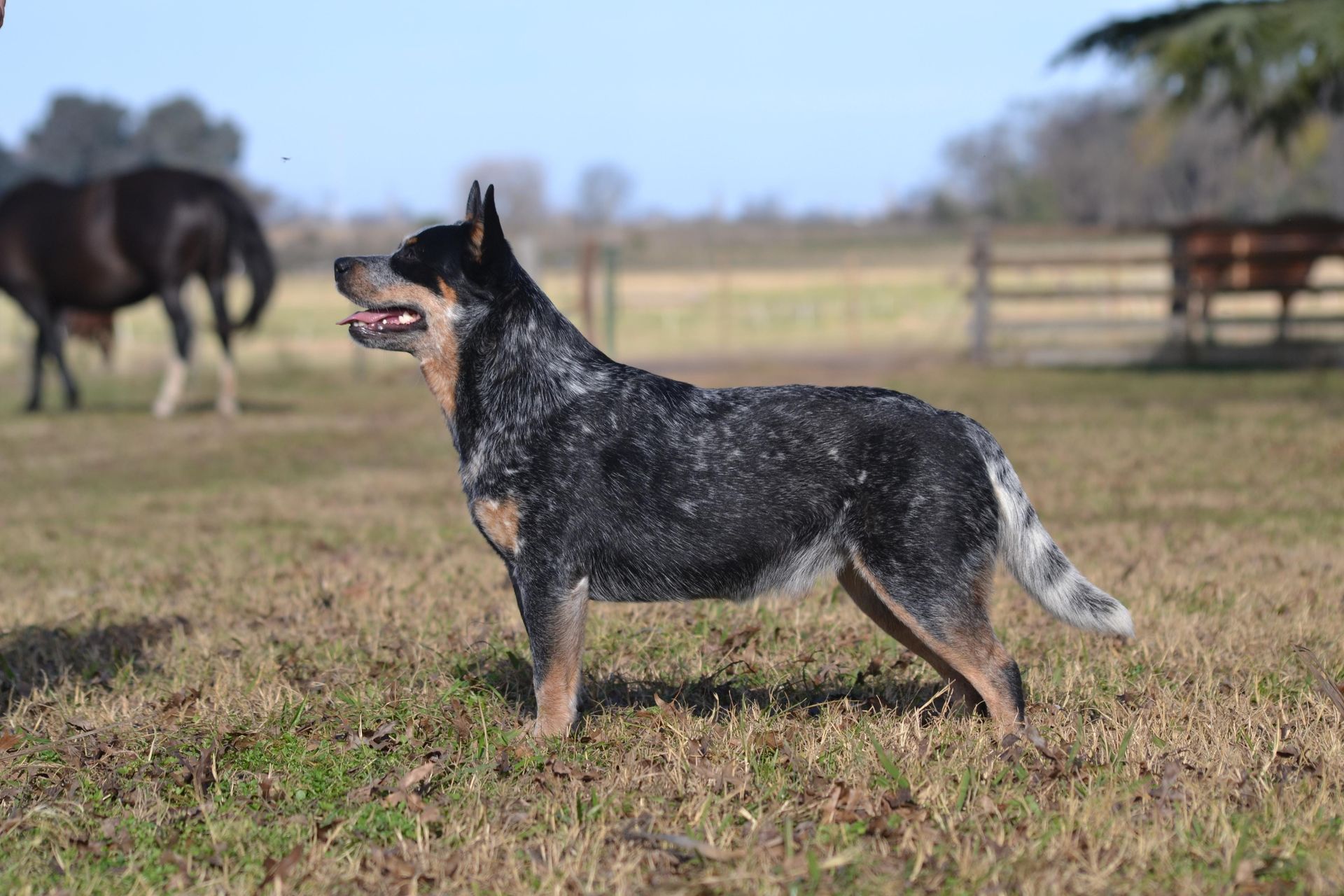 Bayauca de los Troperos