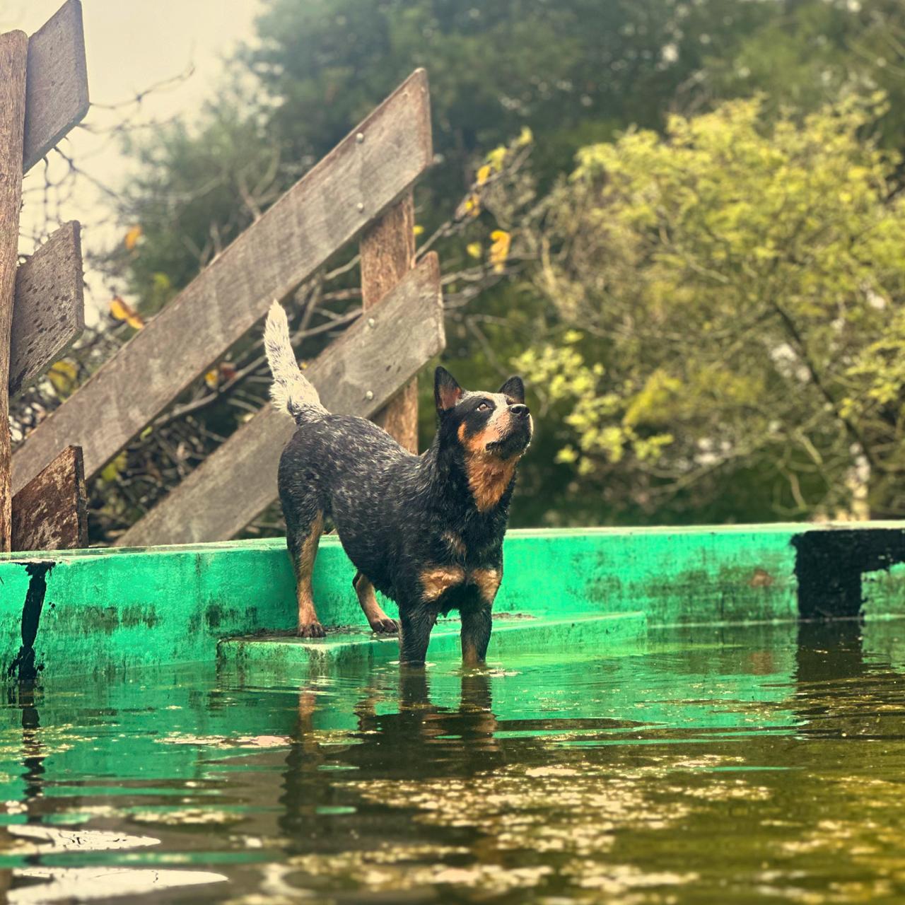 Bayauca de los Troperos
