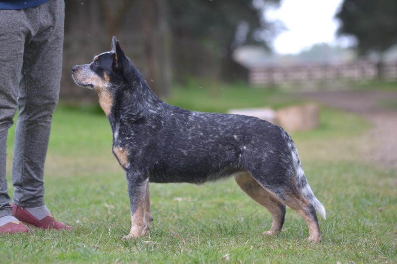 Bayauca de los Troperos