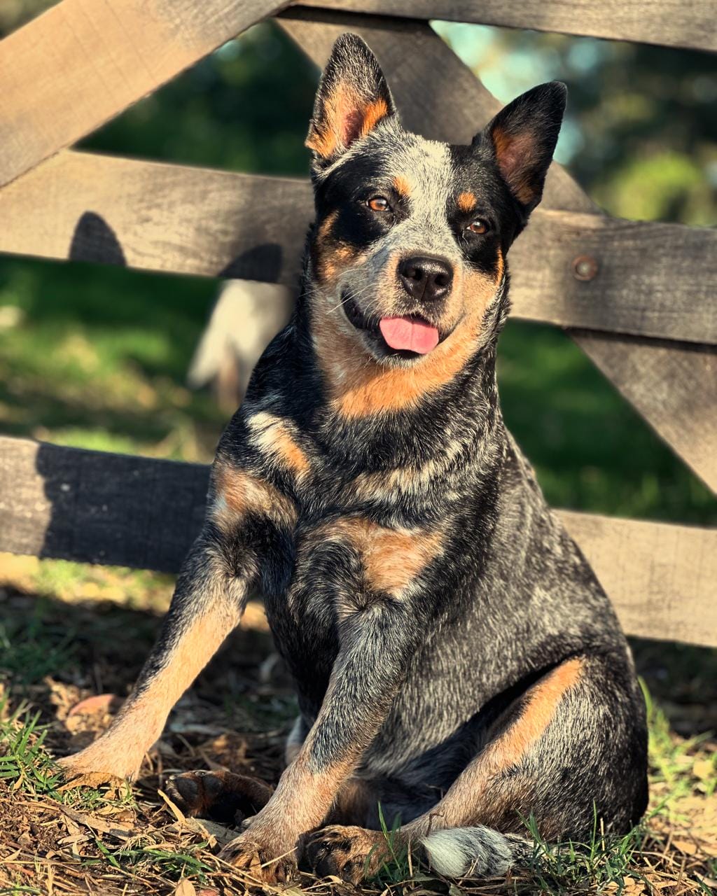 Bayauca de los Troperos