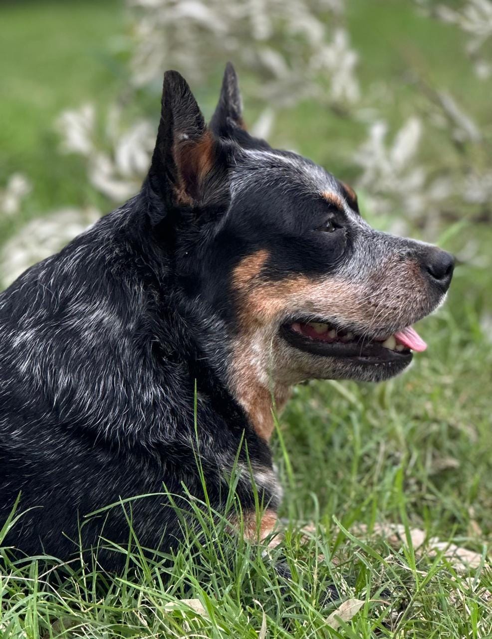 Bayauca de los Troperos