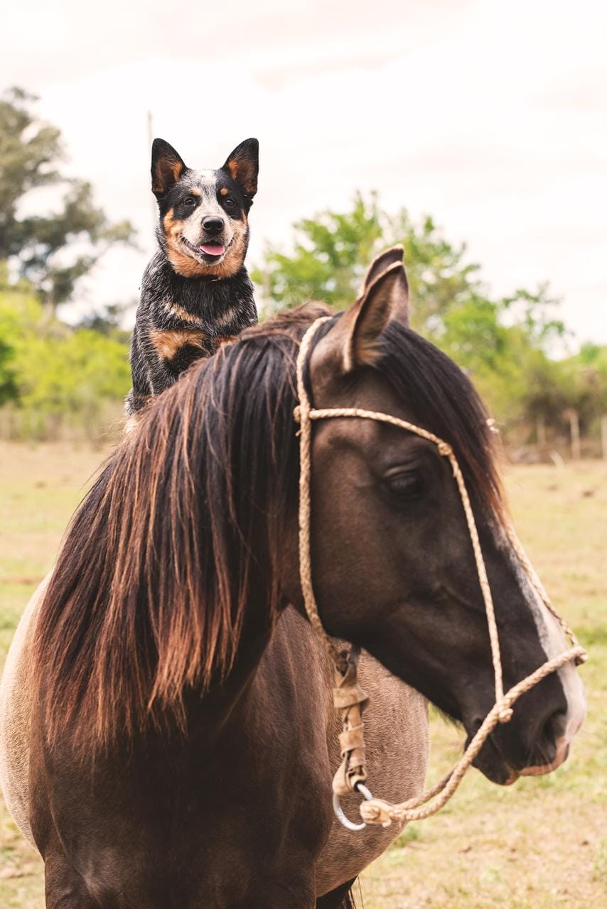 Bayauca de los Troperos