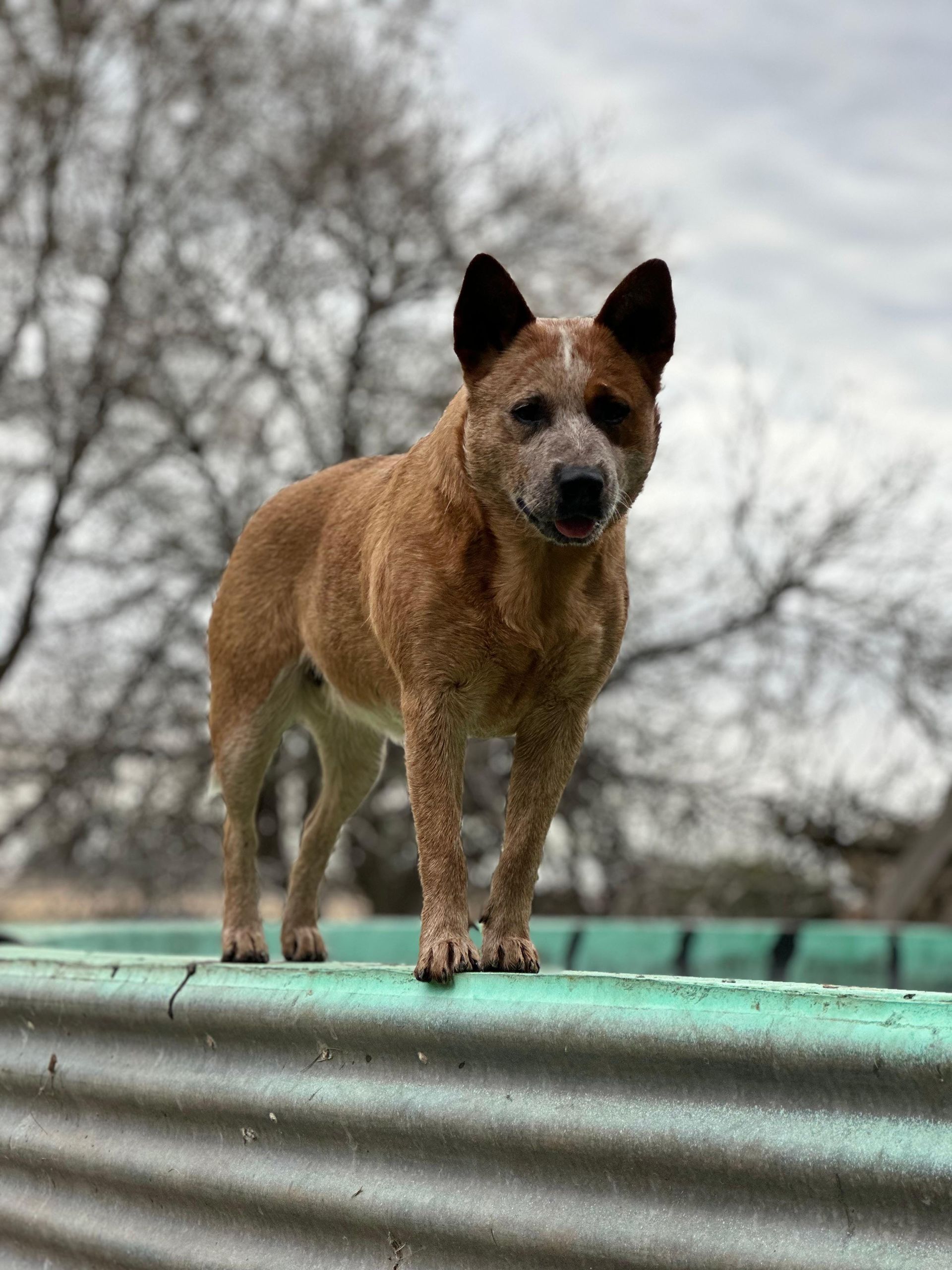 Cábala de los Troperos