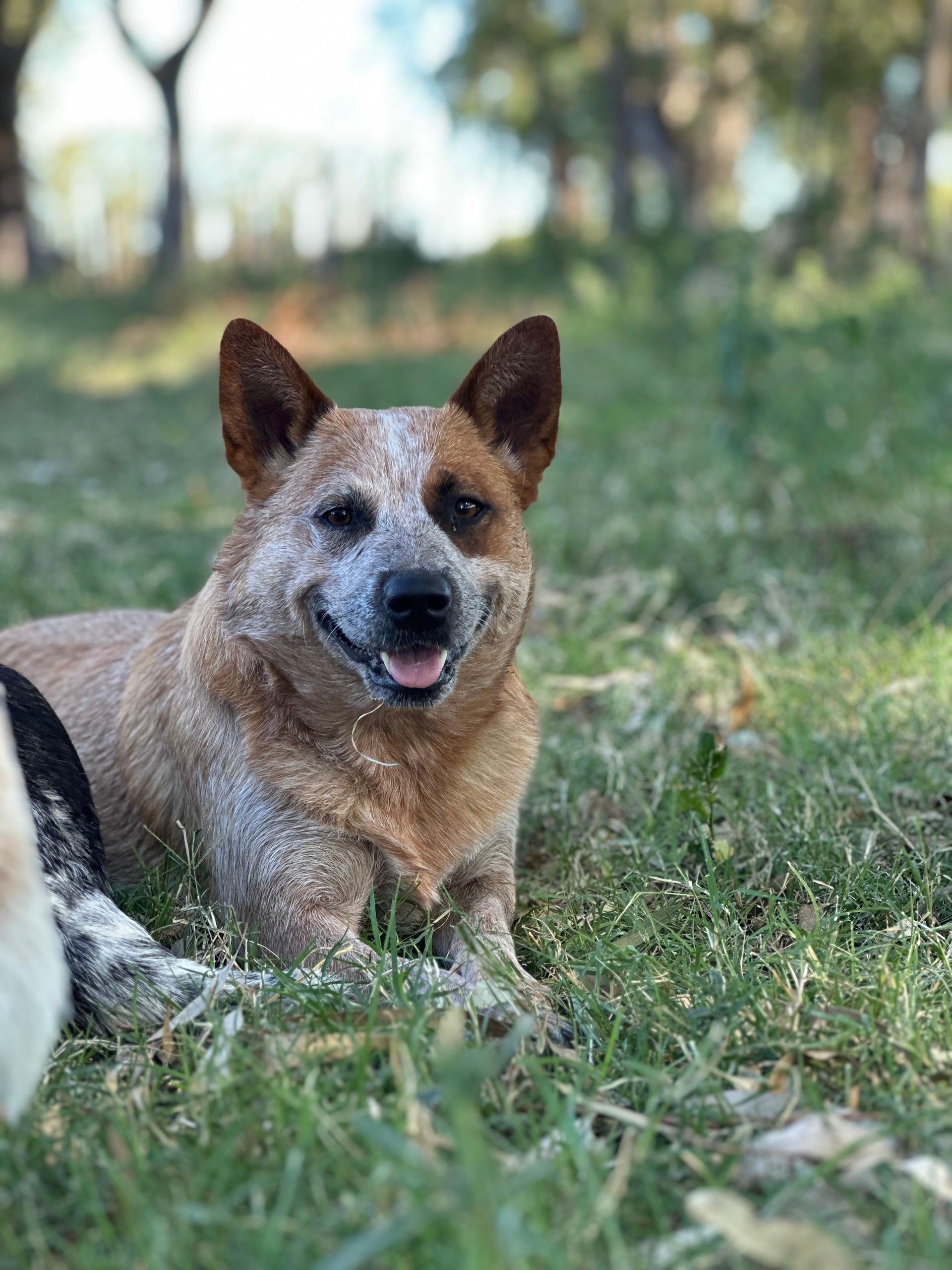 Cábala de los Troperos