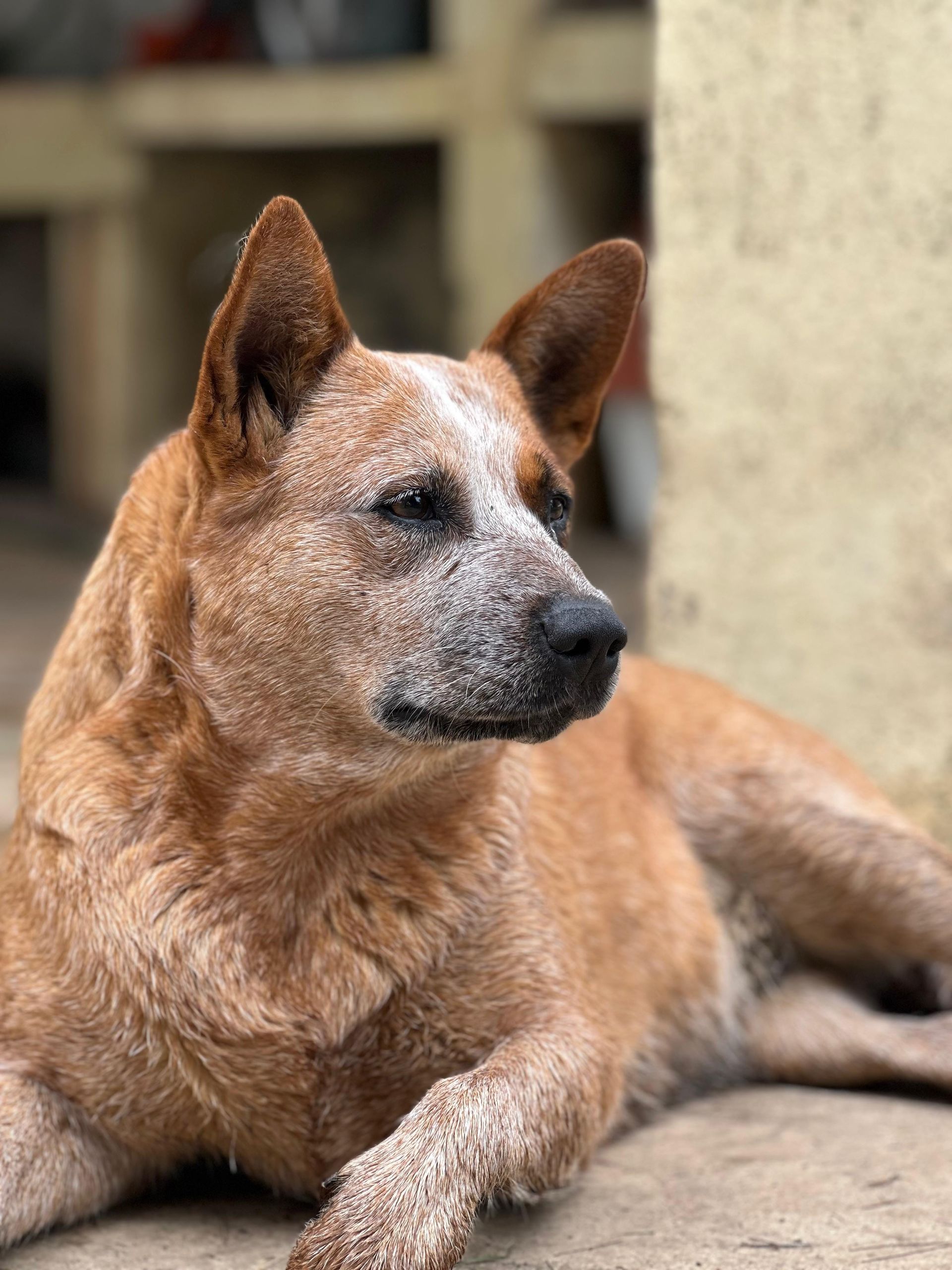 Cábala de los Troperos
