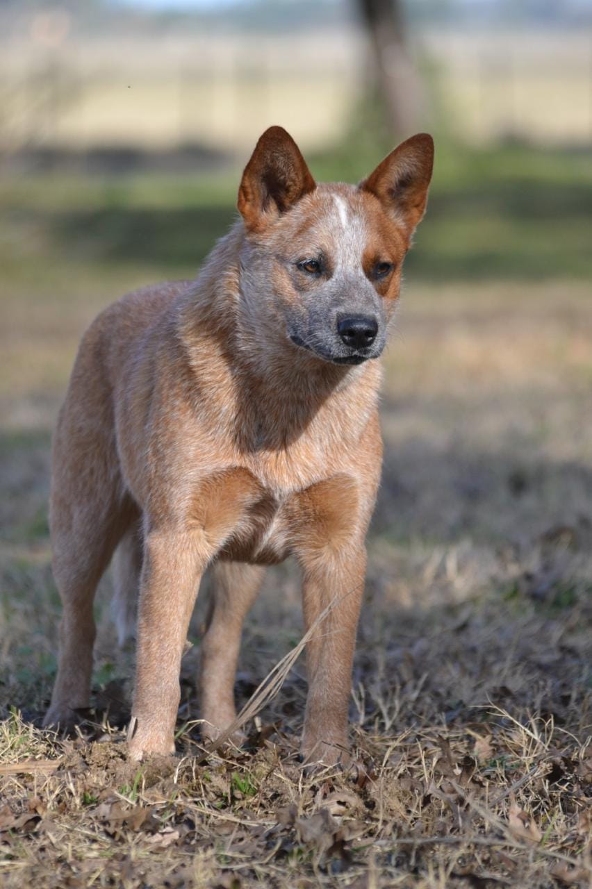 Cábala de los Troperos