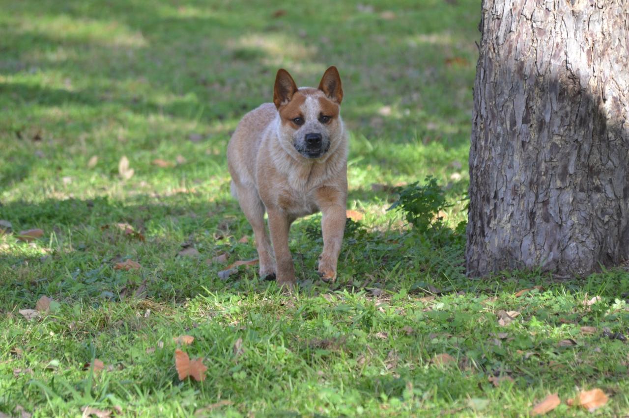 Escándalo de los Troperos