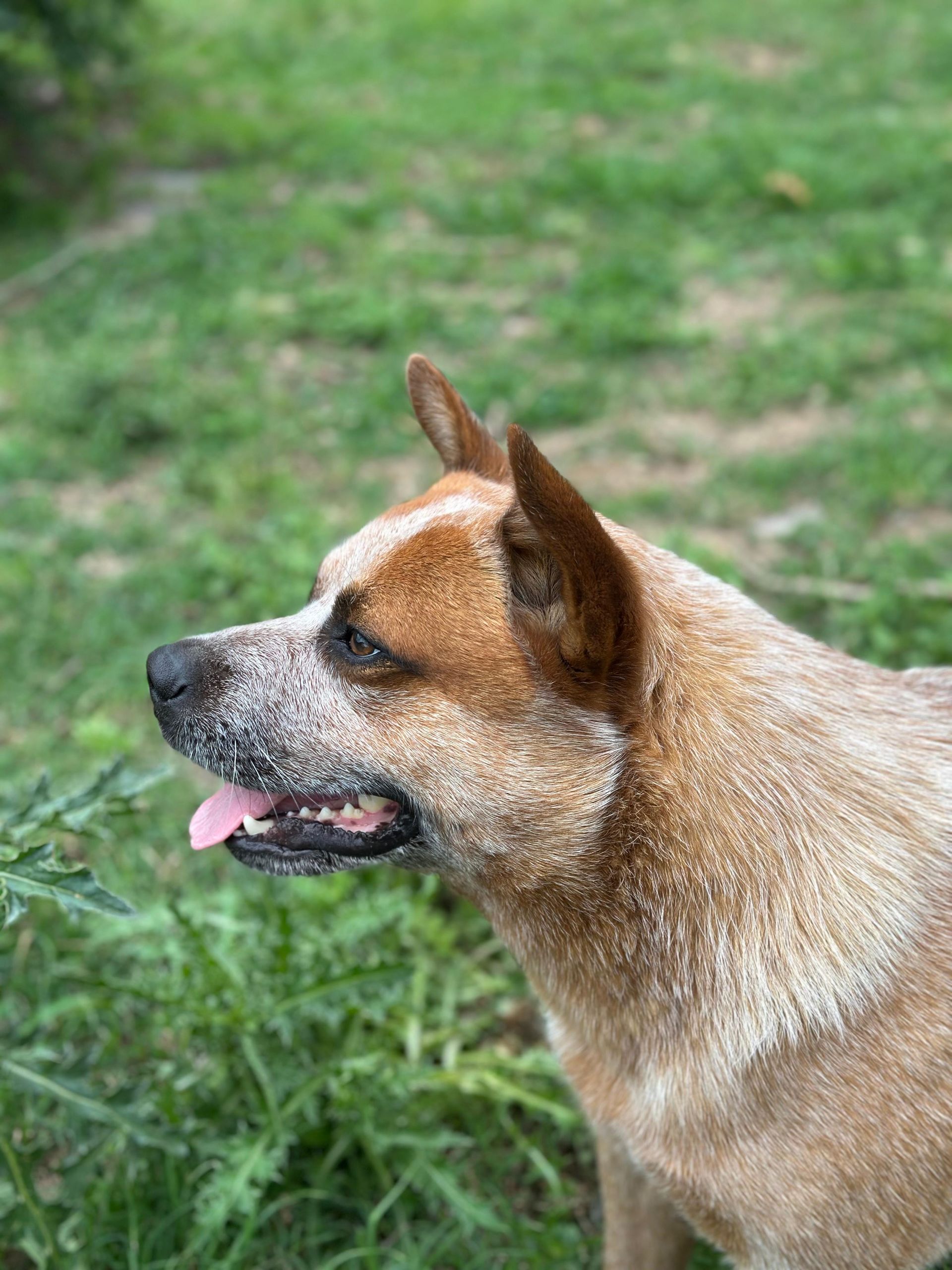 Escándalo de los Troperos