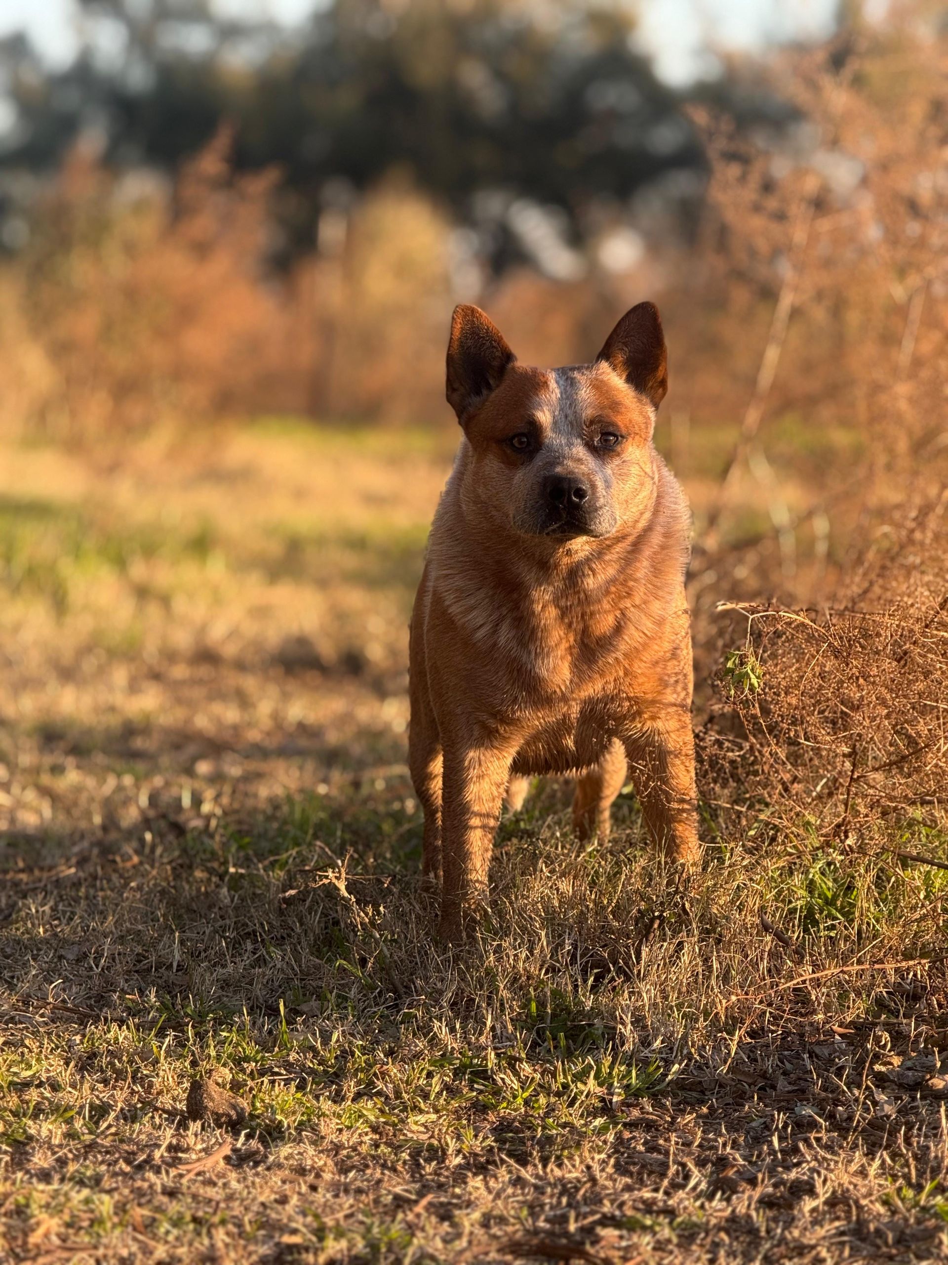 Escándalo de los Troperos