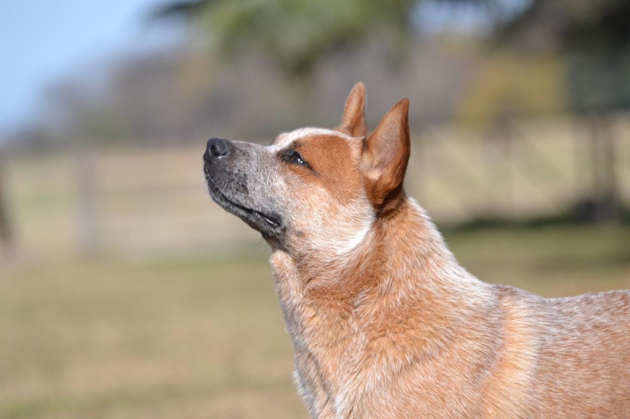 Escándalo de los Troperos