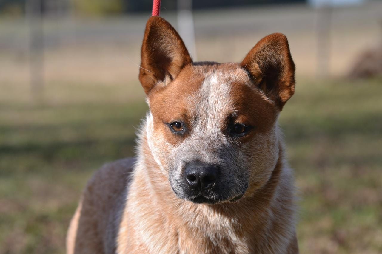 Escándalo de los Troperos