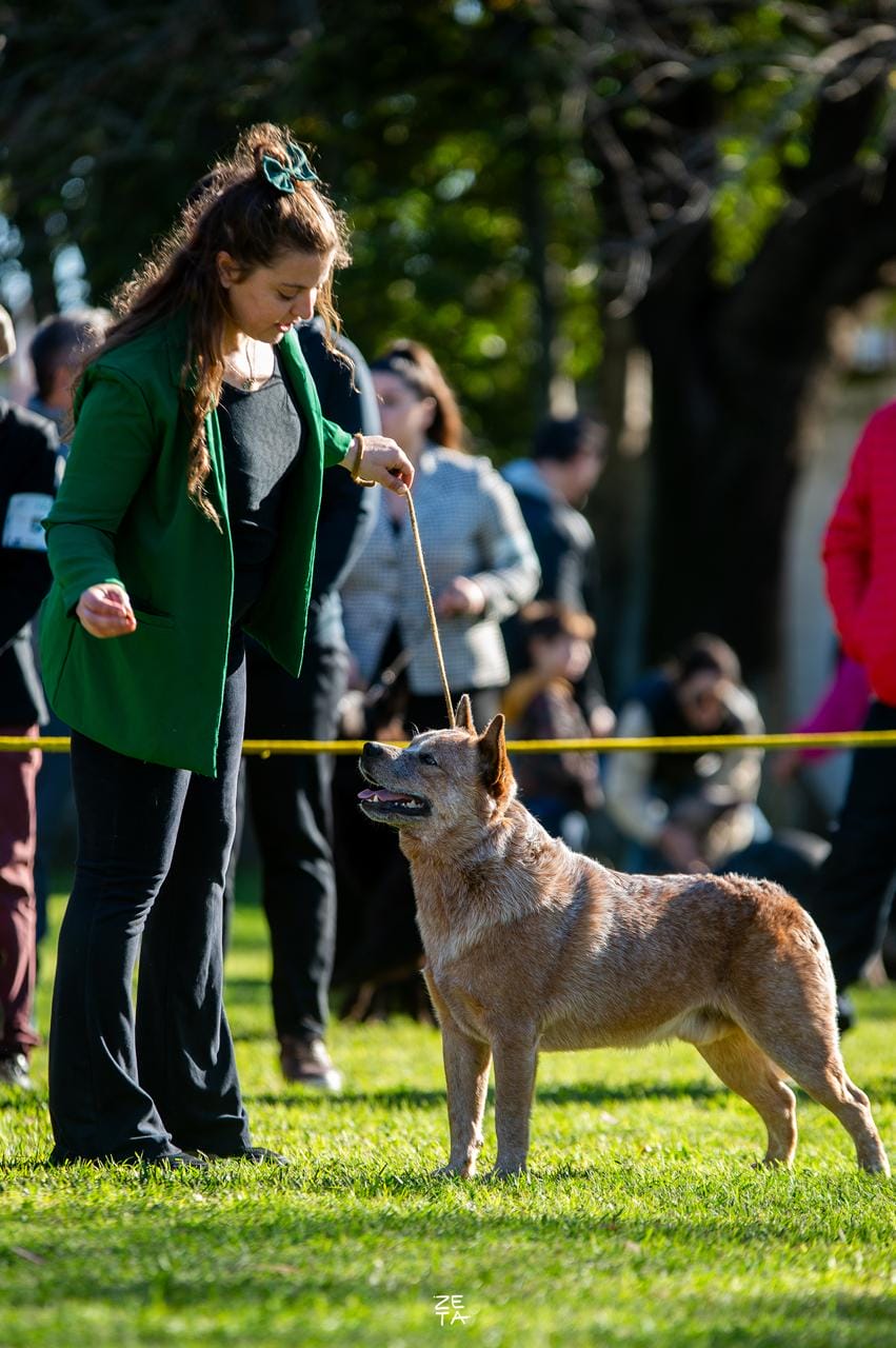 Flan de los Troperos