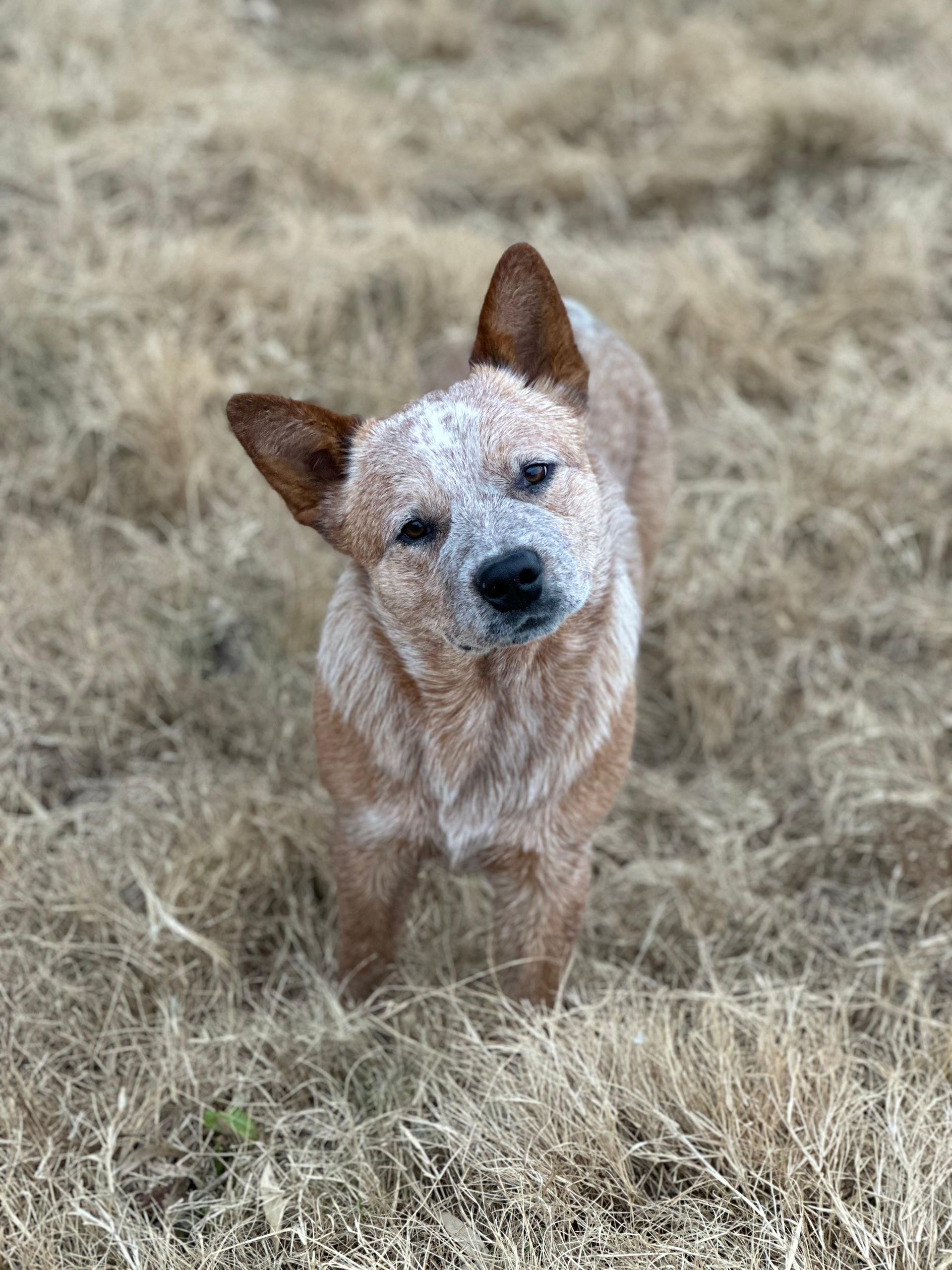 Flan de los Troperos