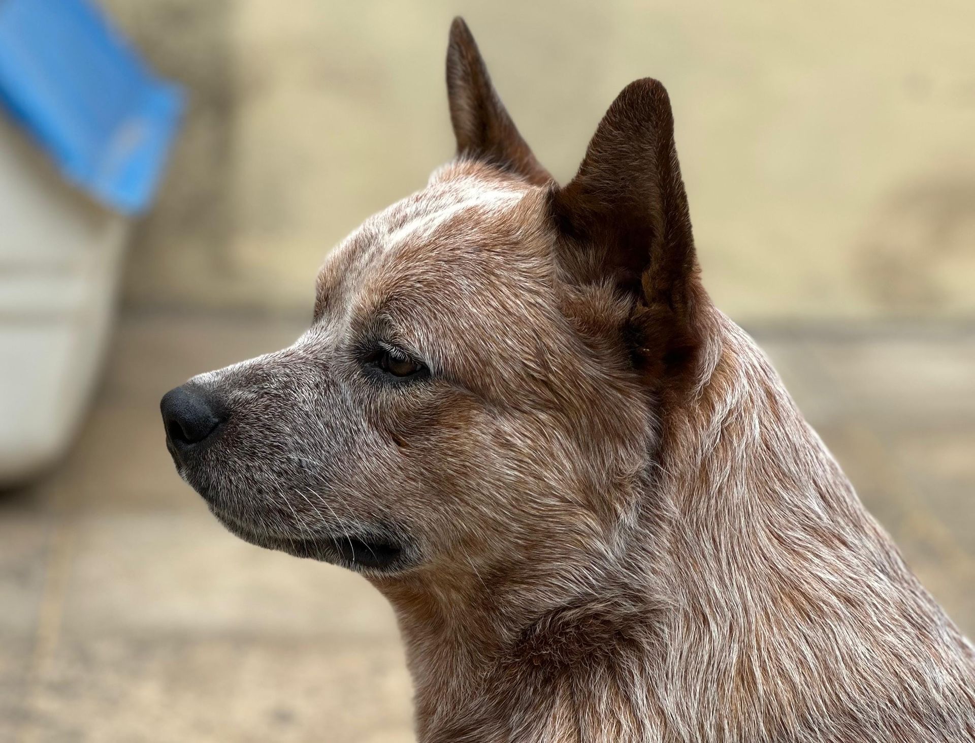 Flan de los Troperos