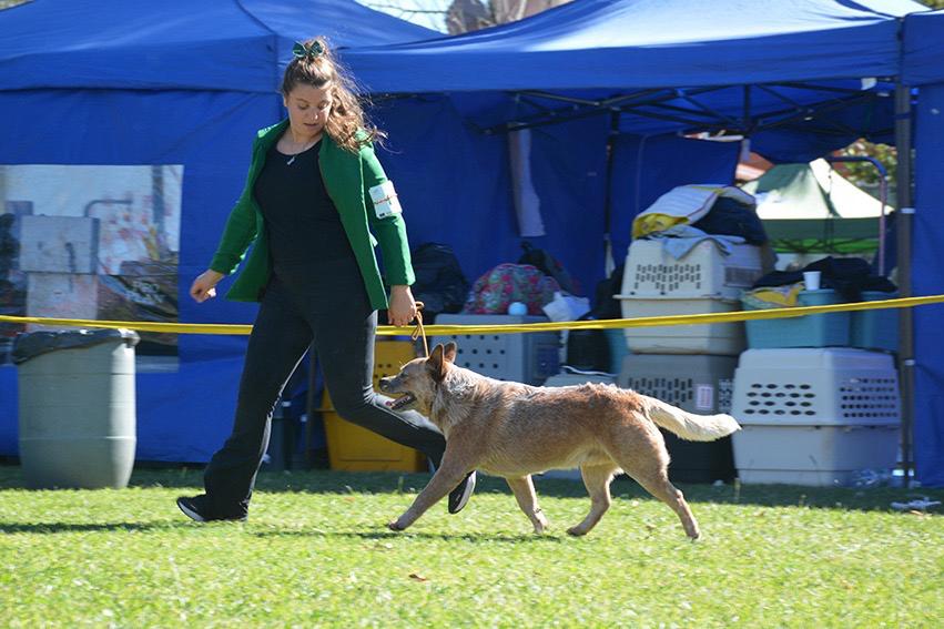 Flan de los Troperos