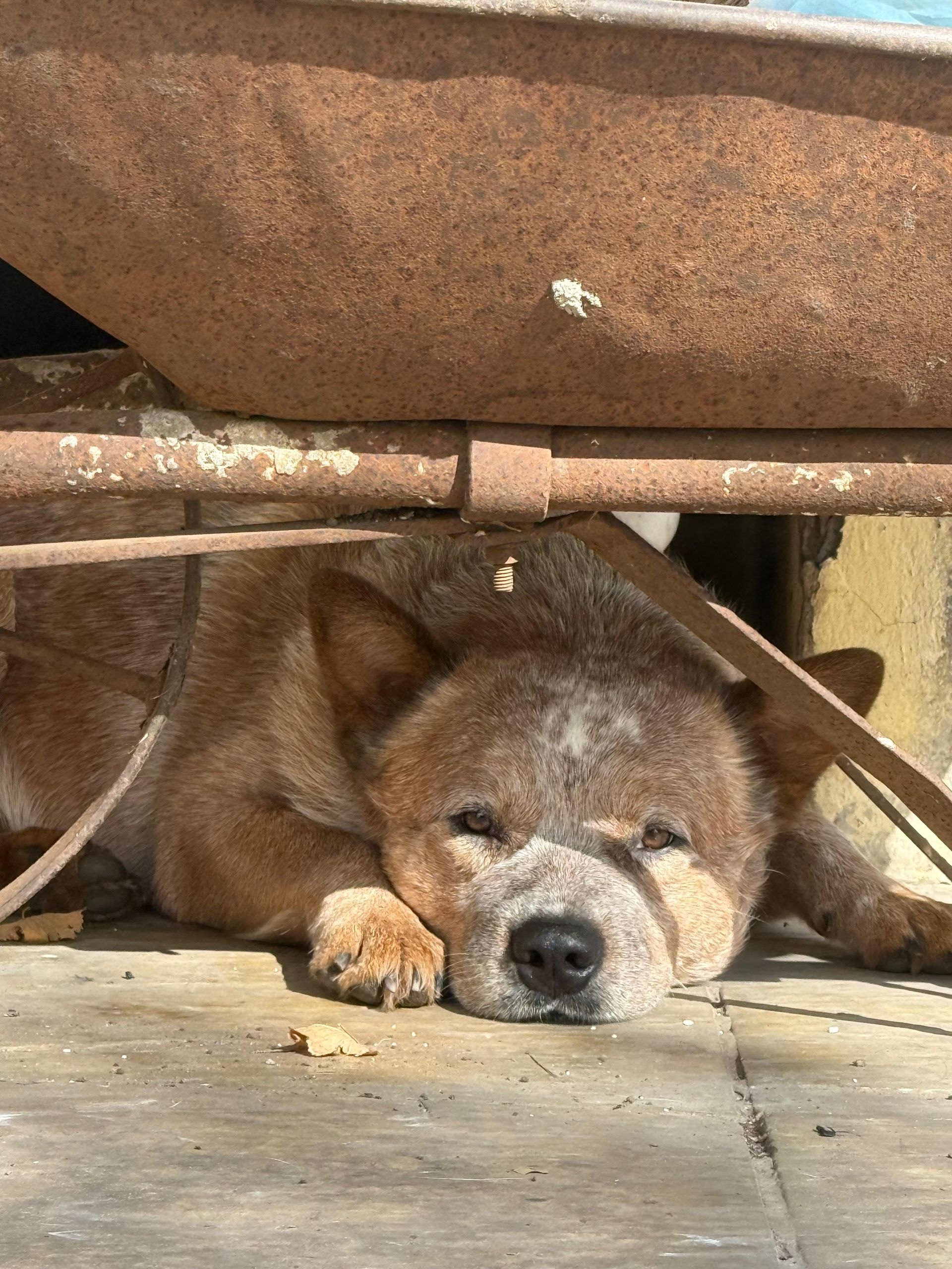 Flan de los Troperos